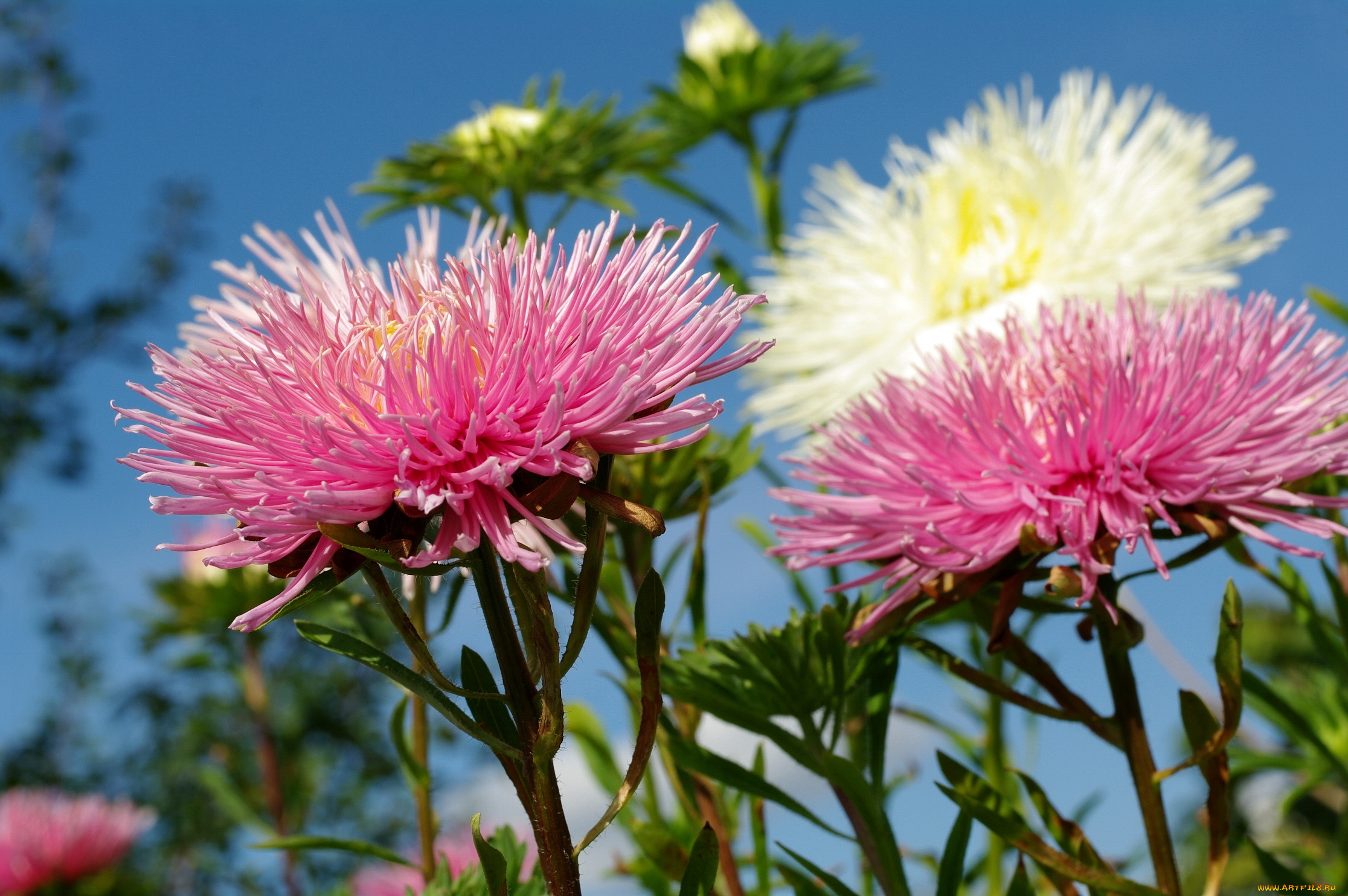 цветы, астры