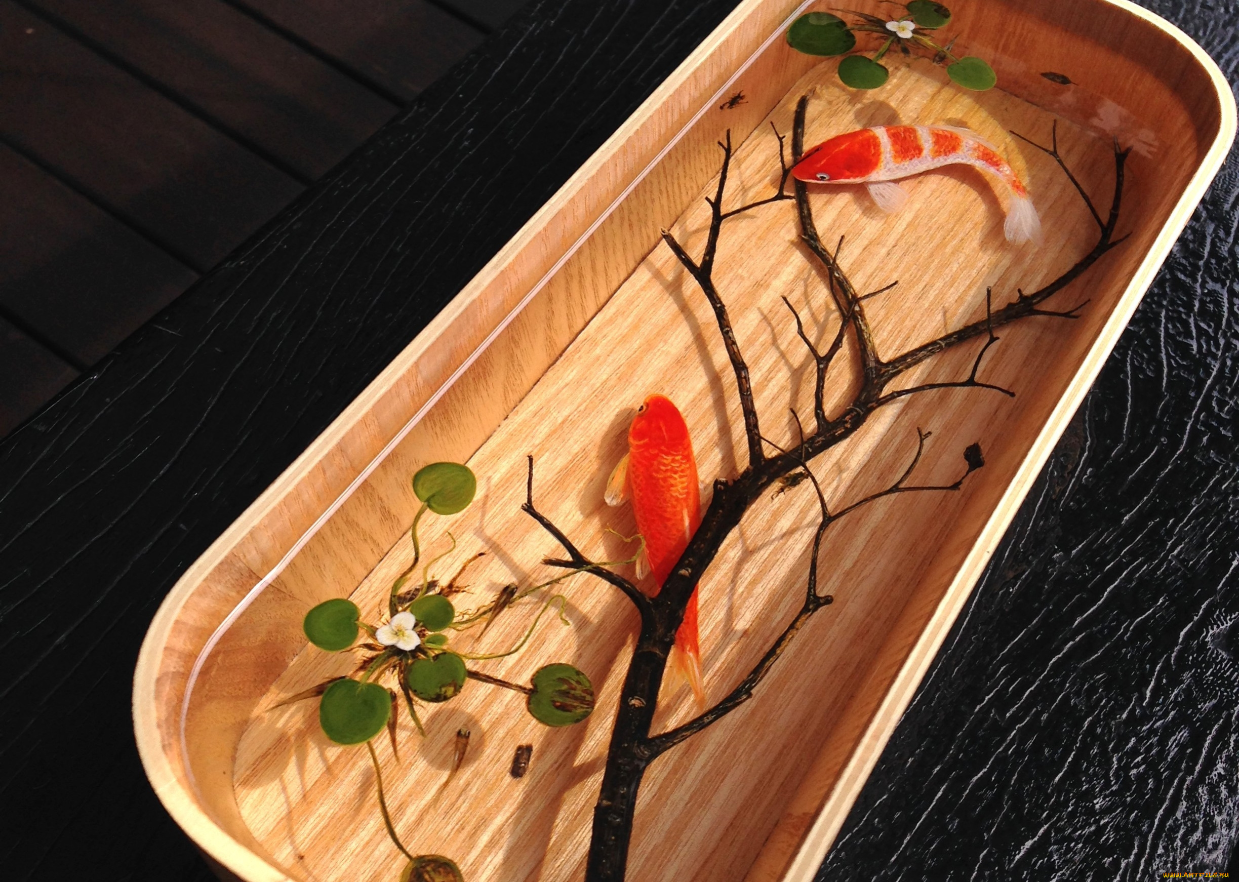 животные, рыбы, рыбки, емкость, вода, ветка, растения, золотые