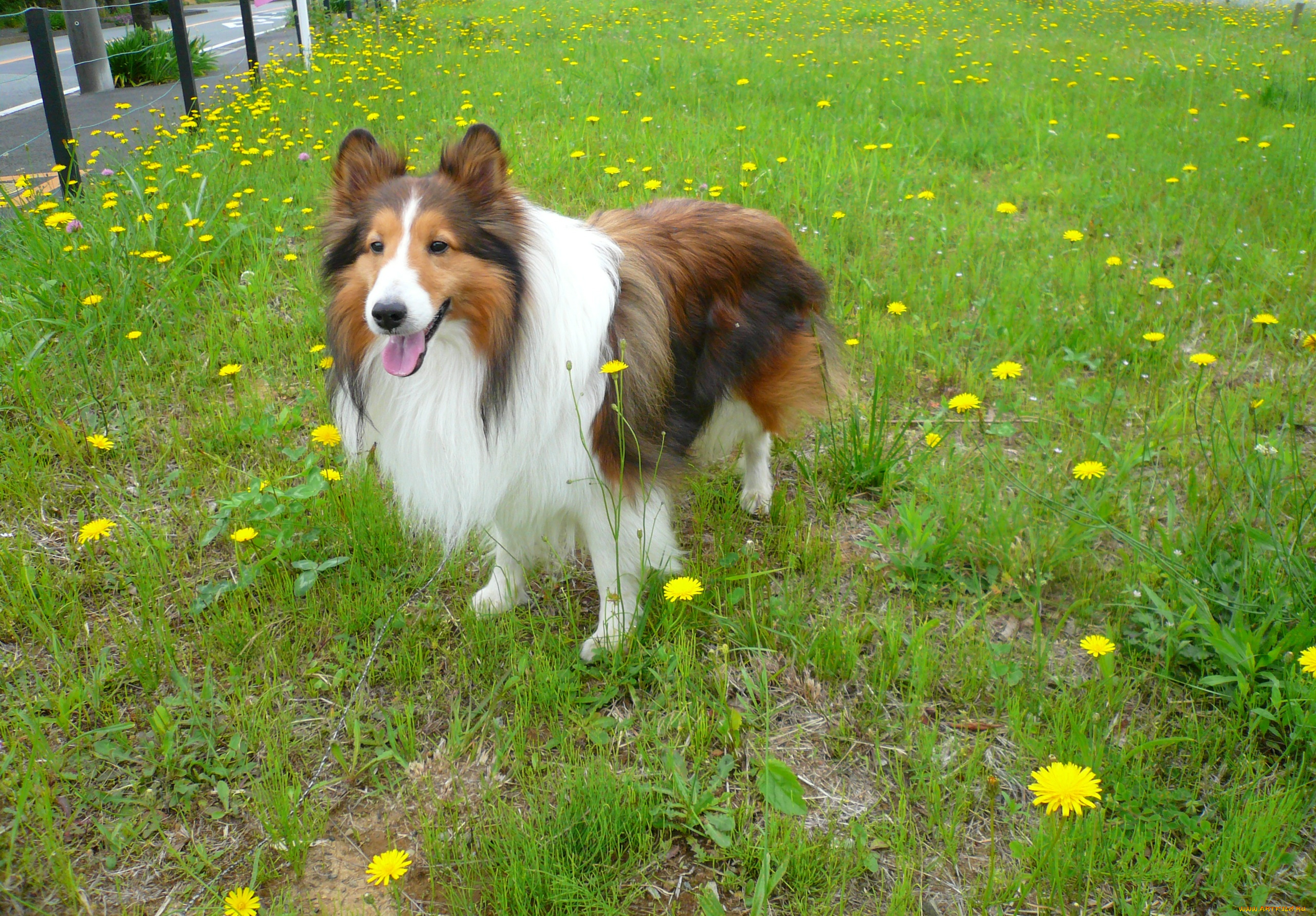 животные, собаки, собака