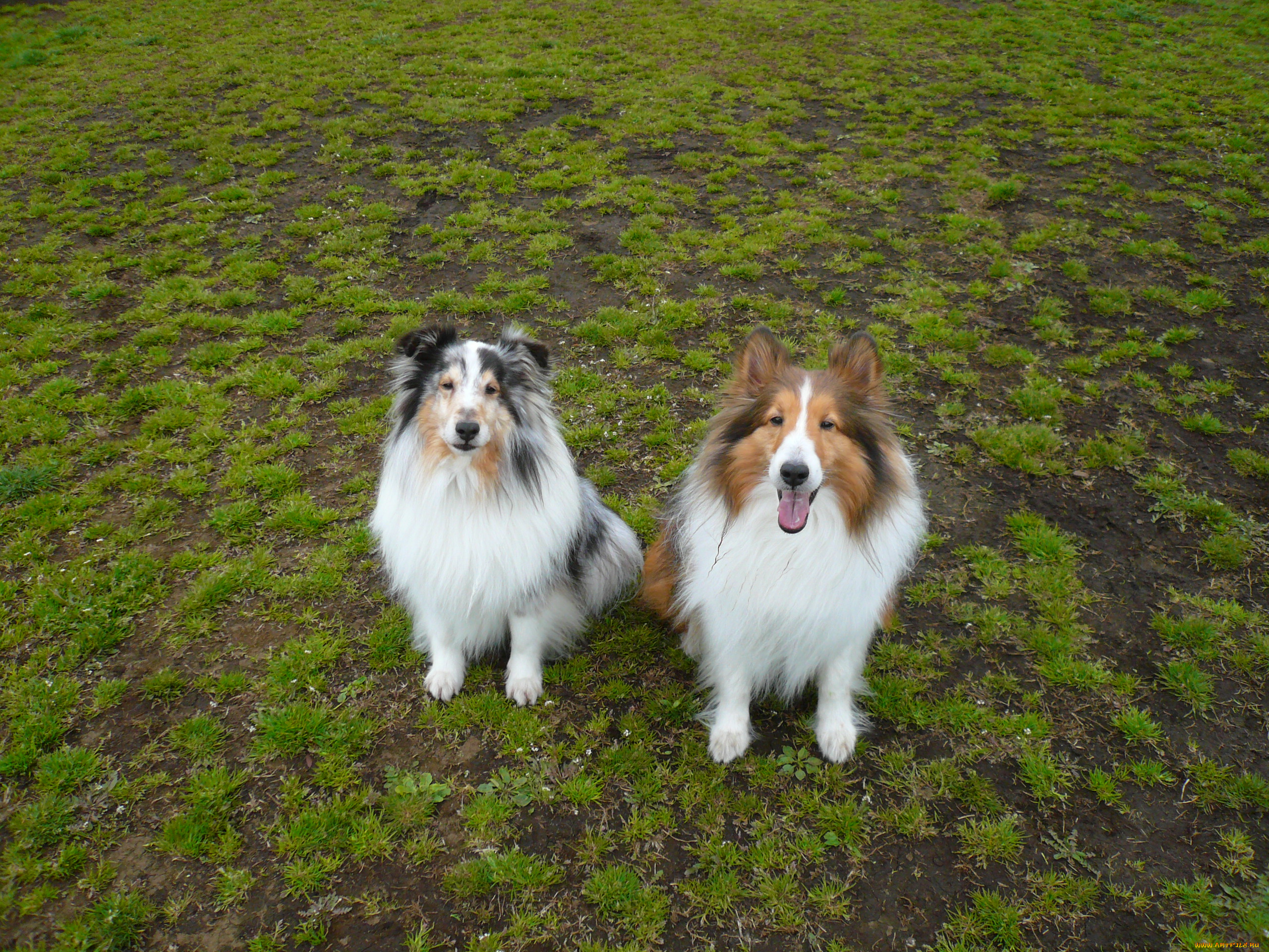 животные, собаки