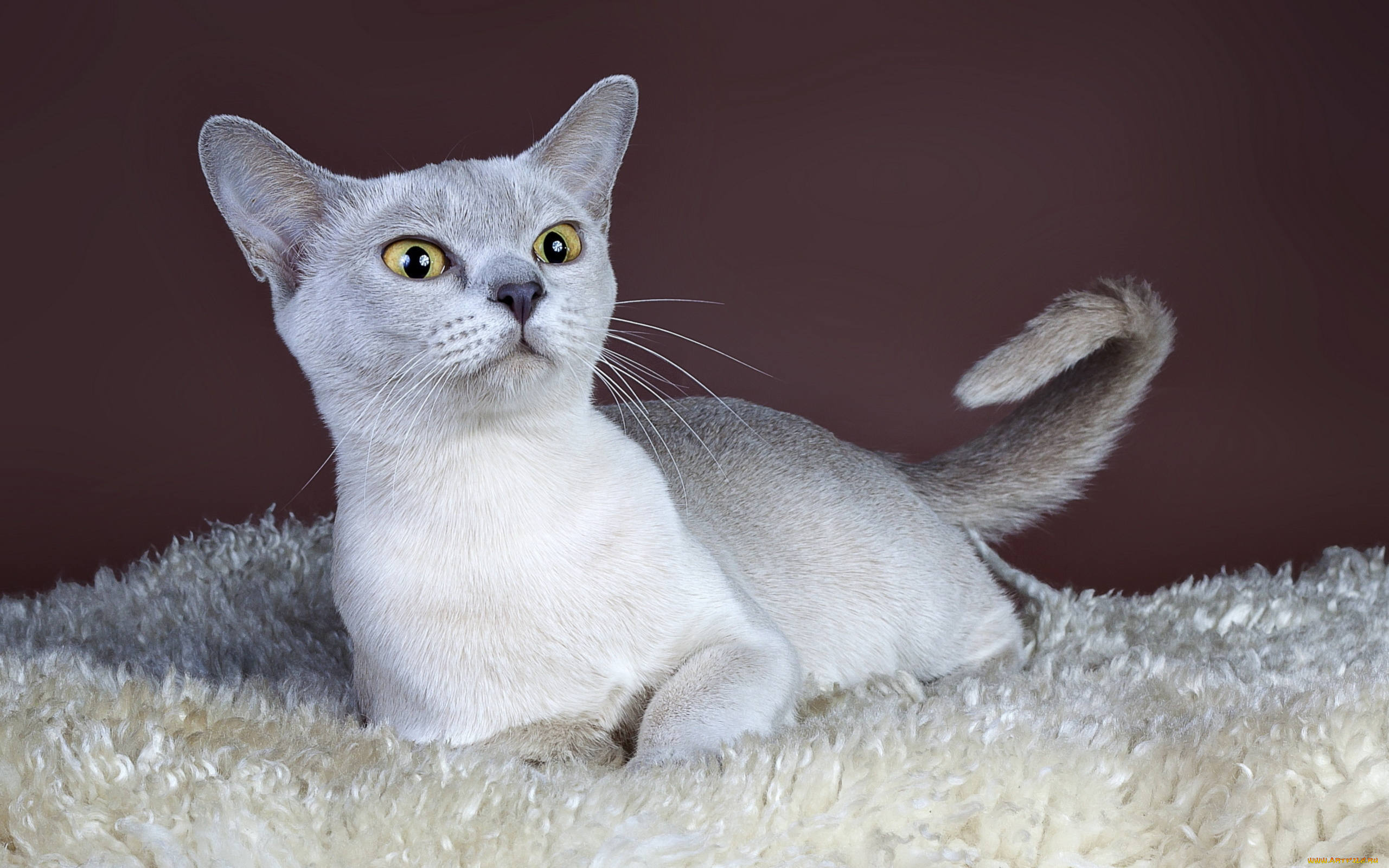 животные, коты, кошка, взгляд, фон