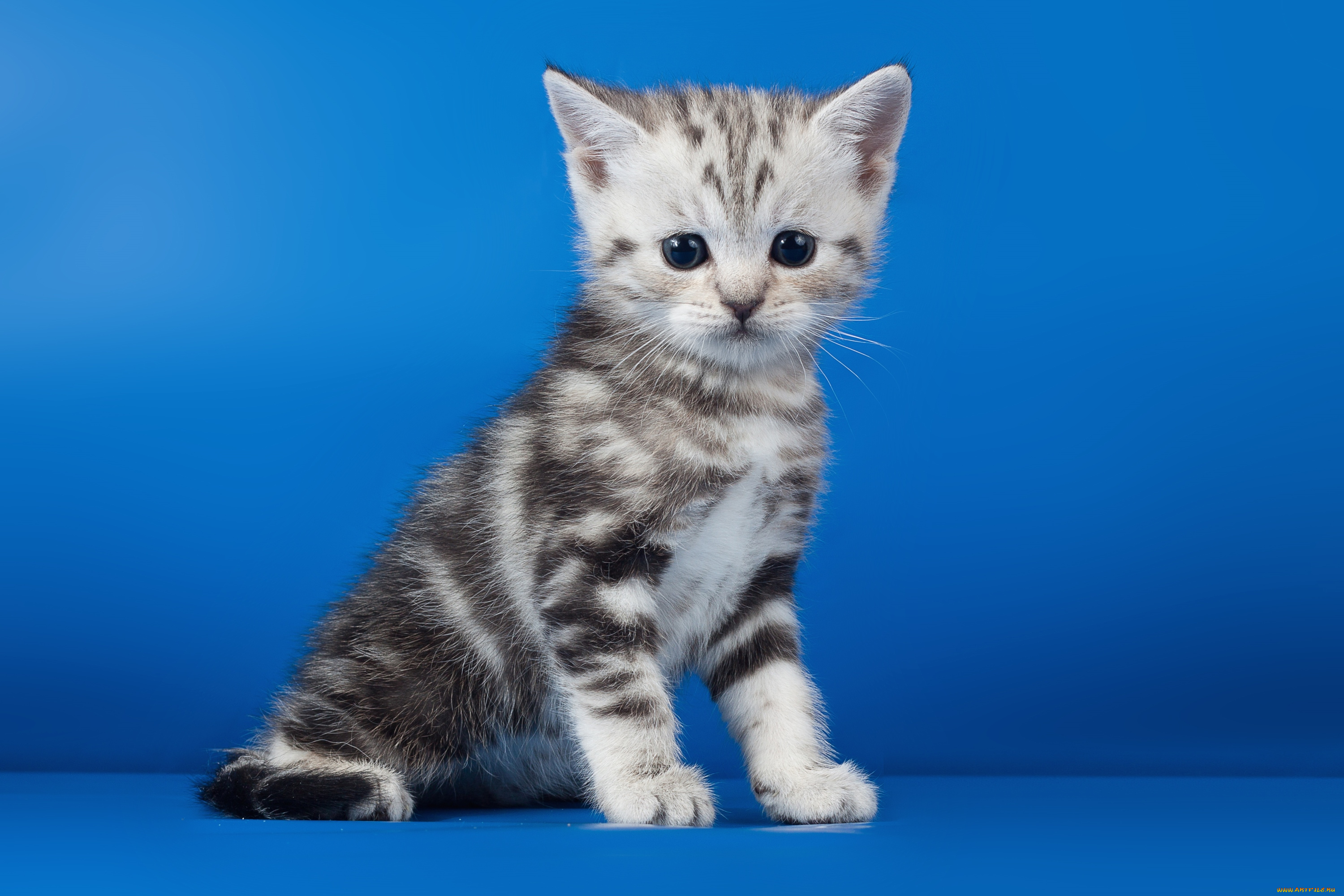 животные, коты, котейка