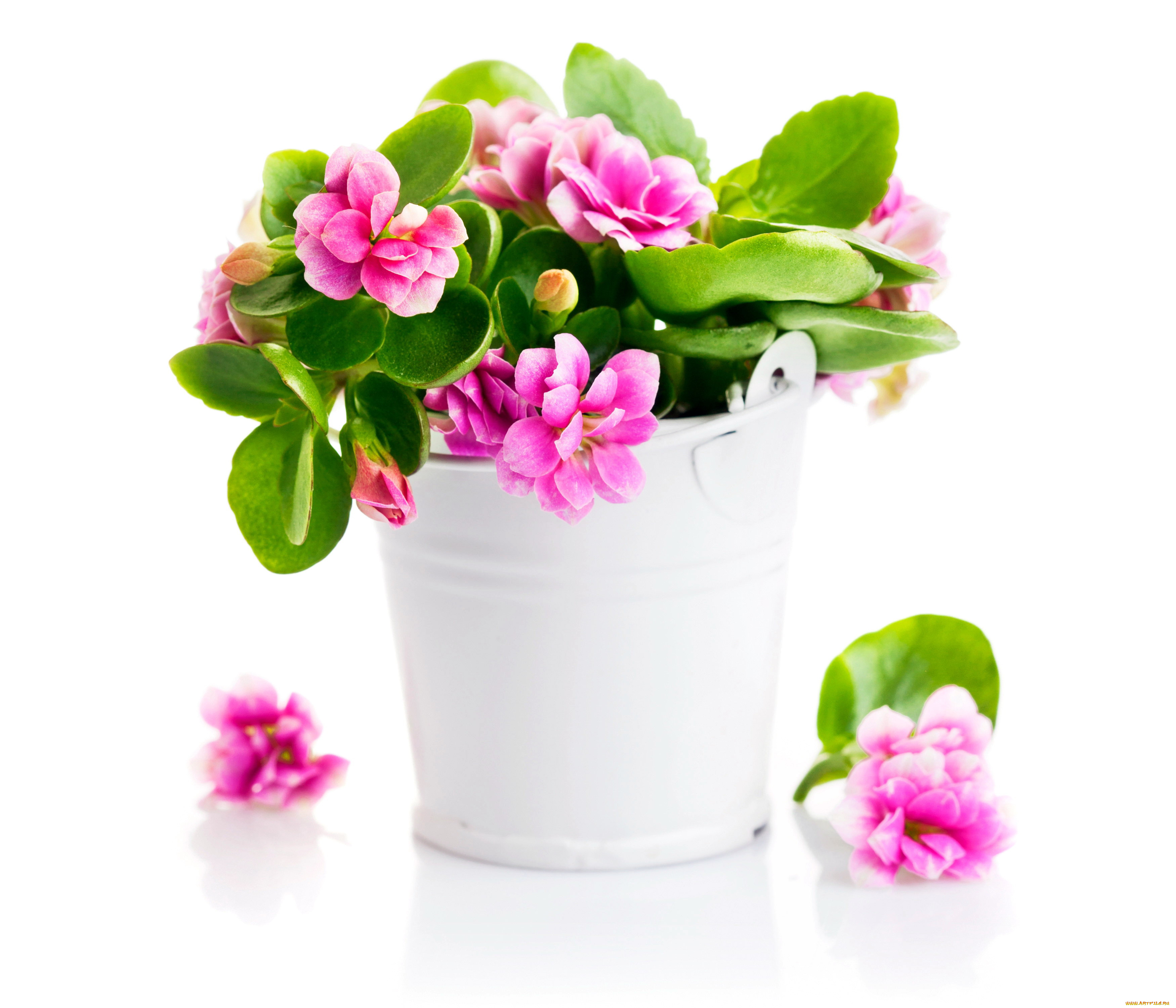 цветы, каланхоэ, розовый