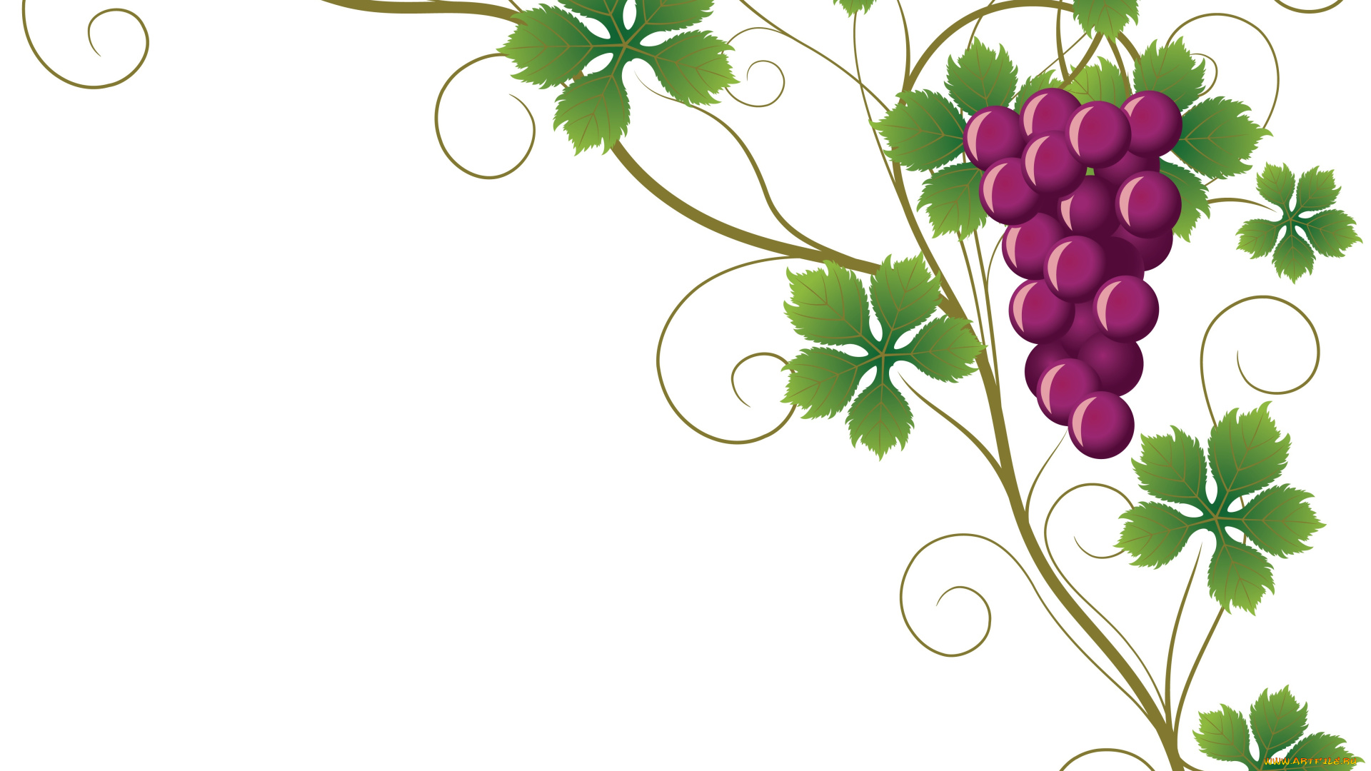 векторная, графика, еда, листья, лоза, виноград