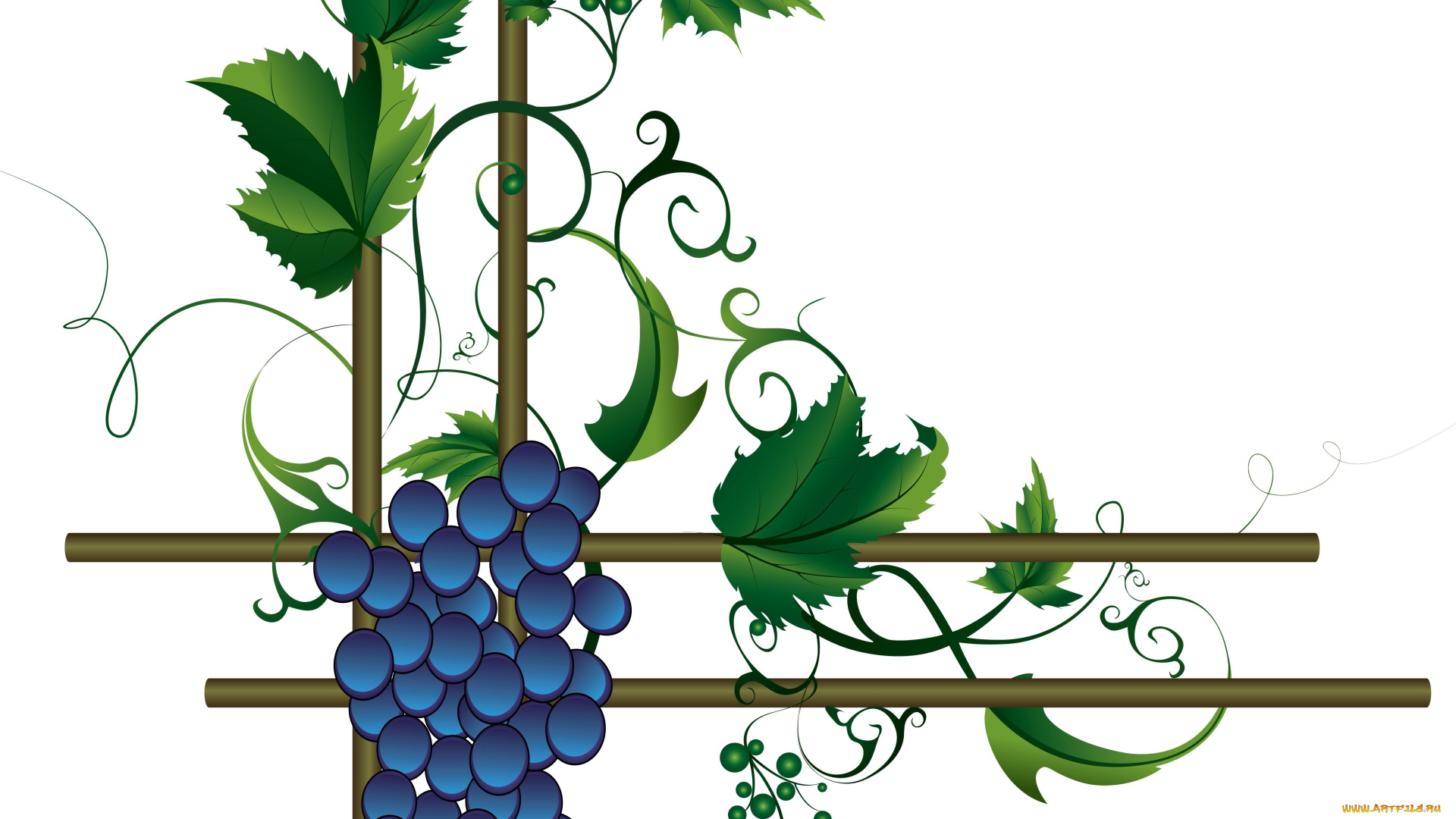 векторная, графика, еда, листья, лоза, виноград