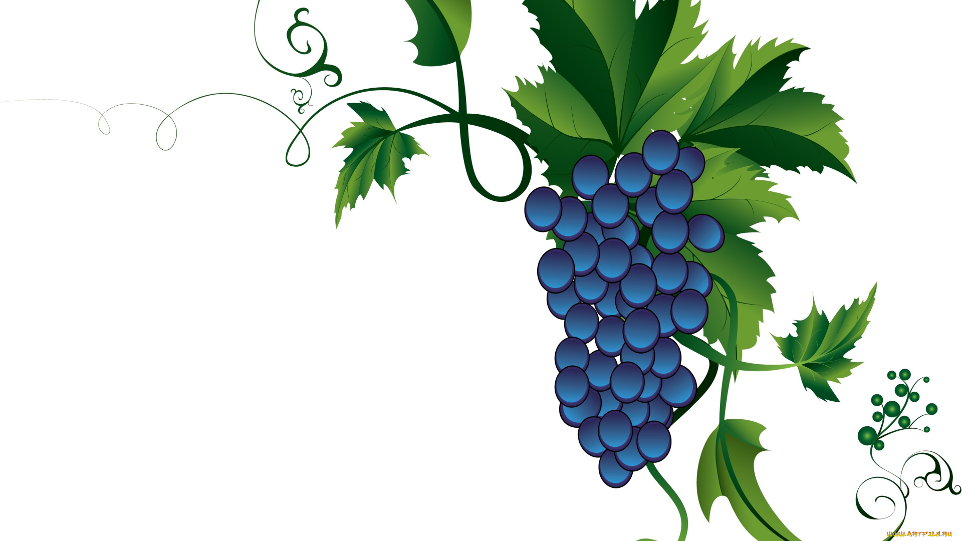 векторная, графика, еда, виноград, листья, лоза