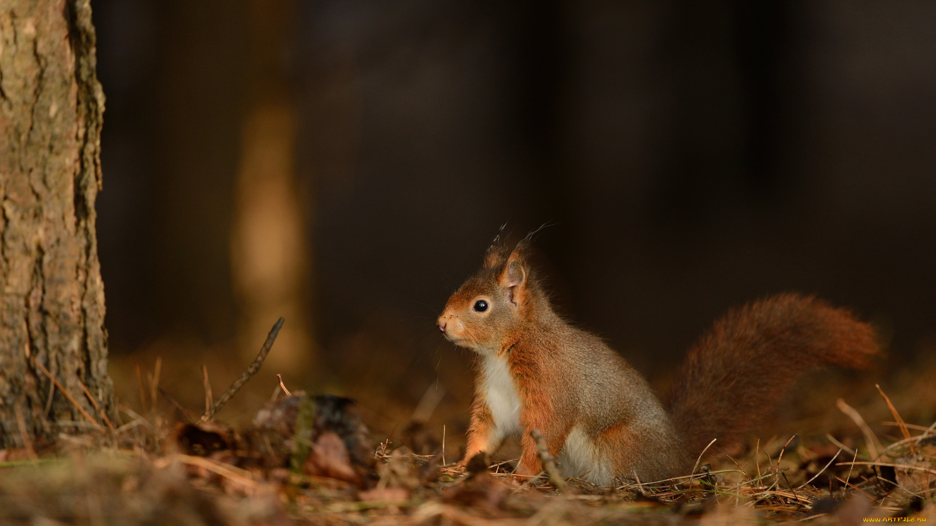 животные, белки, милашка, хвостик, лапки, ушка, белка