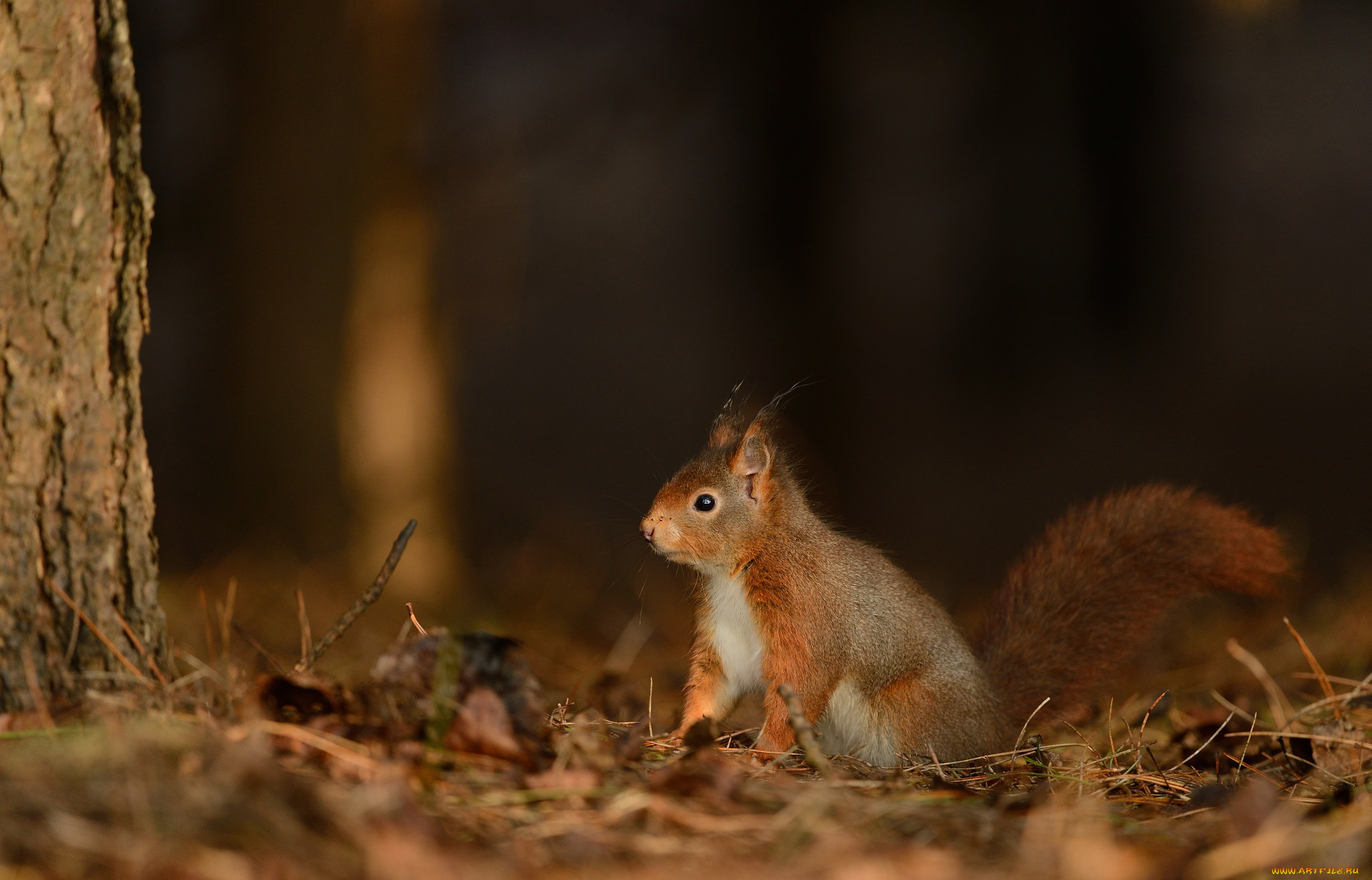 животные, белки, милашка, хвостик, лапки, ушка, белка