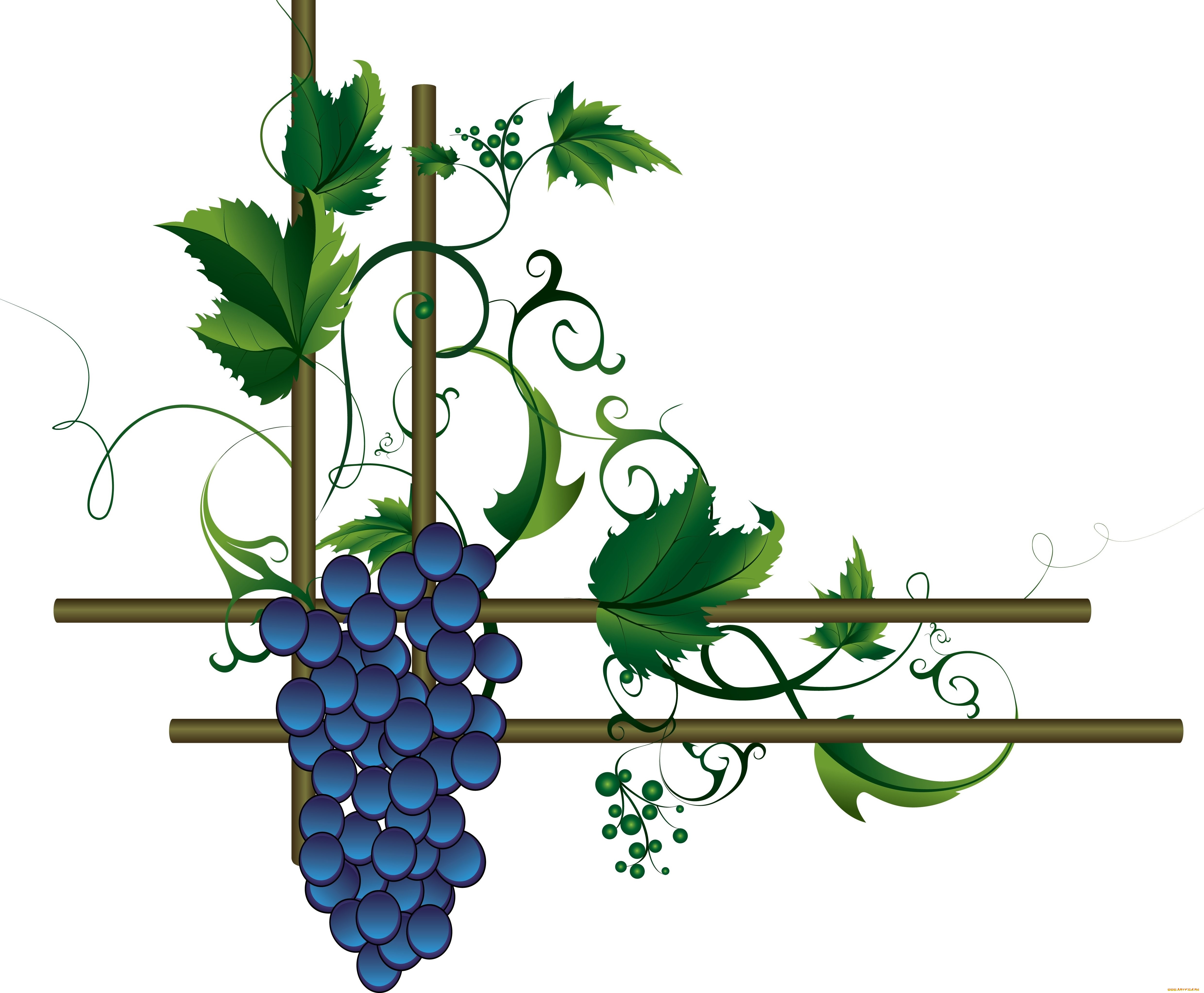 векторная, графика, еда, листья, лоза, виноград