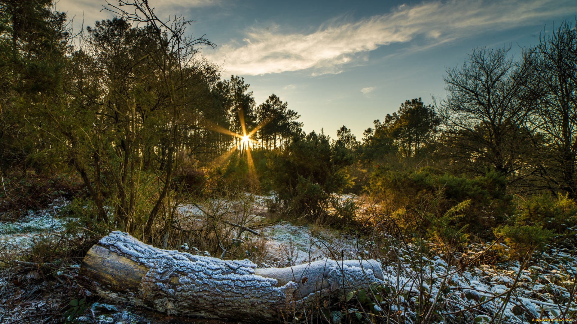 природа, лес, река