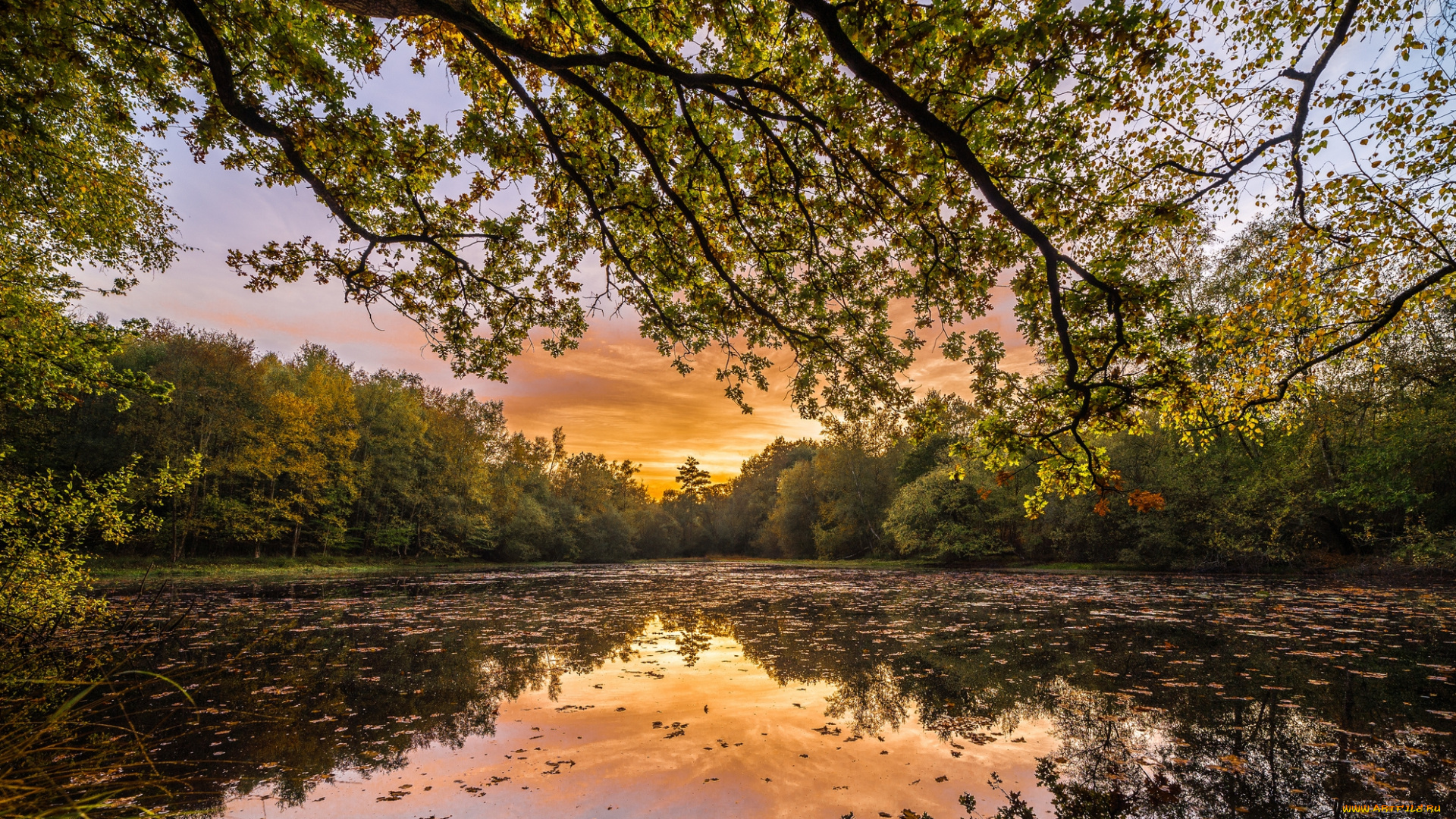 природа, реки, озера, лес, река