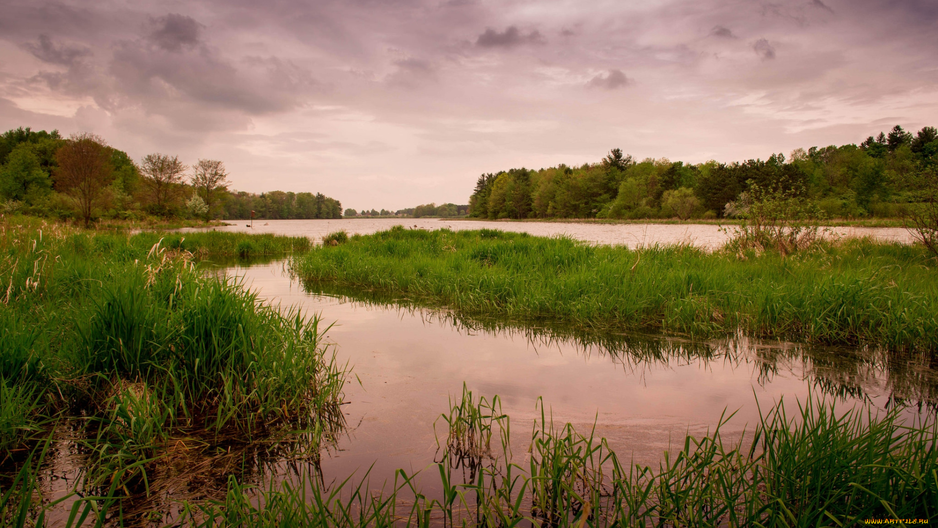 природа, реки, озера, река, лес