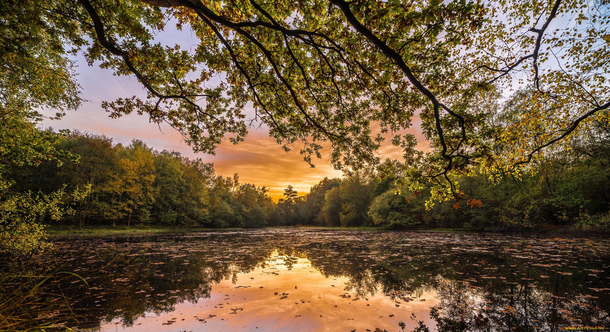 природа, реки, озера, лес, река