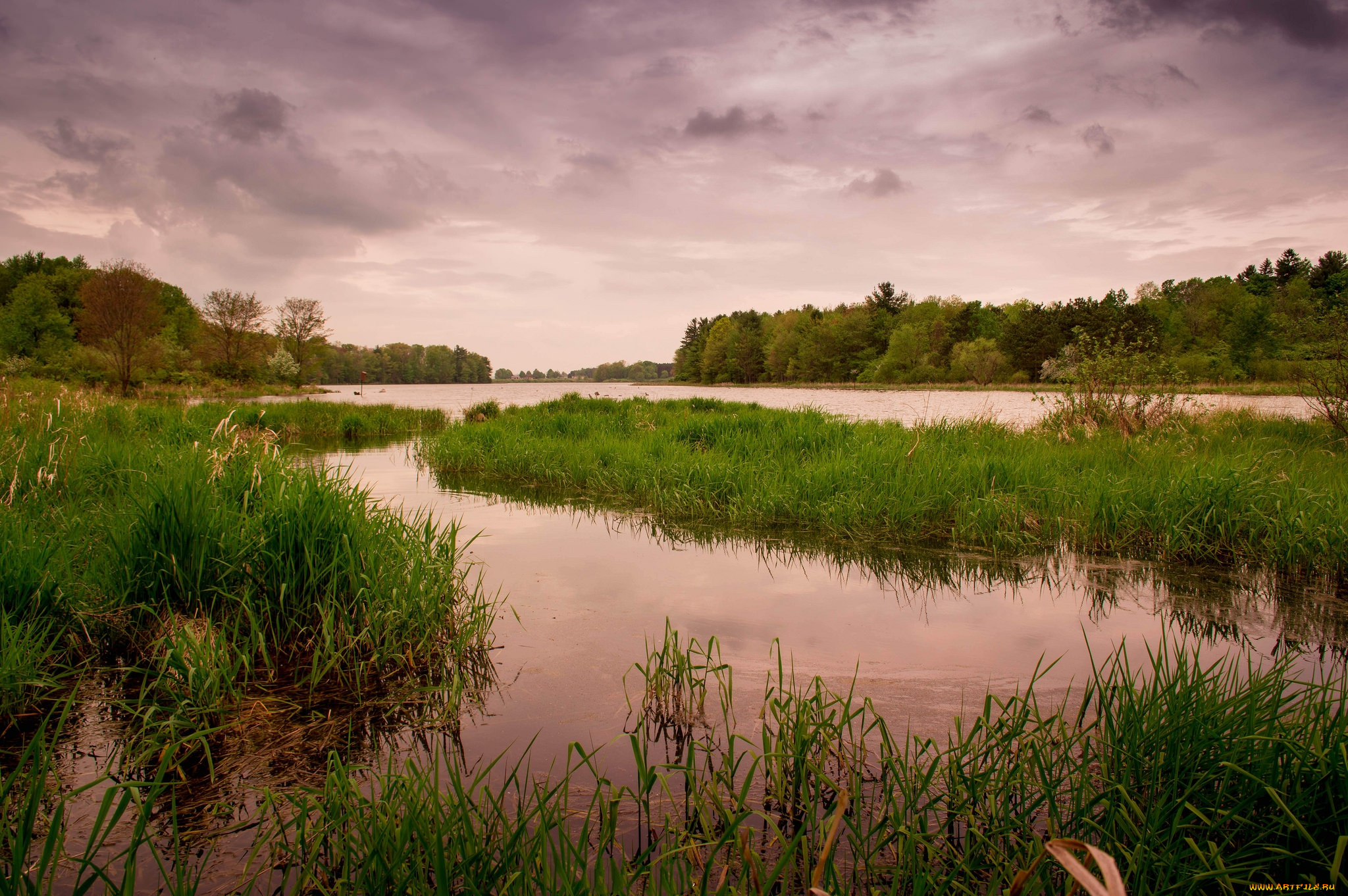 природа, реки, озера, река, лес