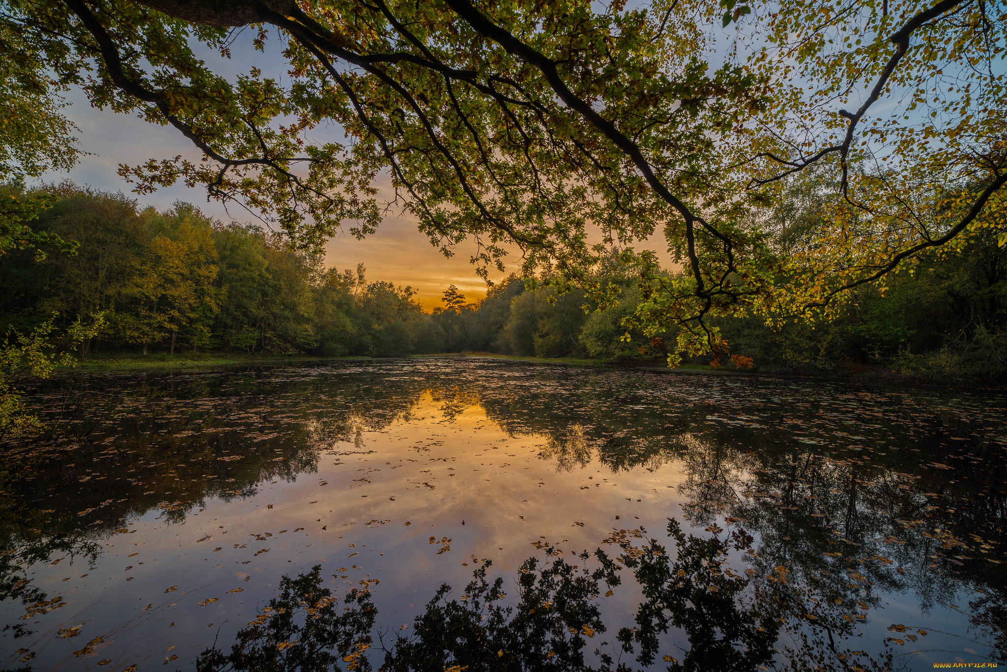 природа, реки, озера, река, лес