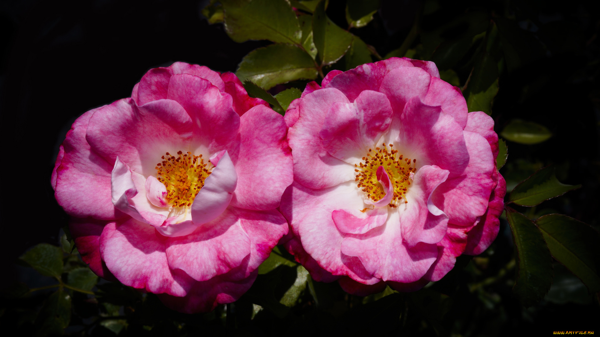 цветы, розы, лепестки, бутон