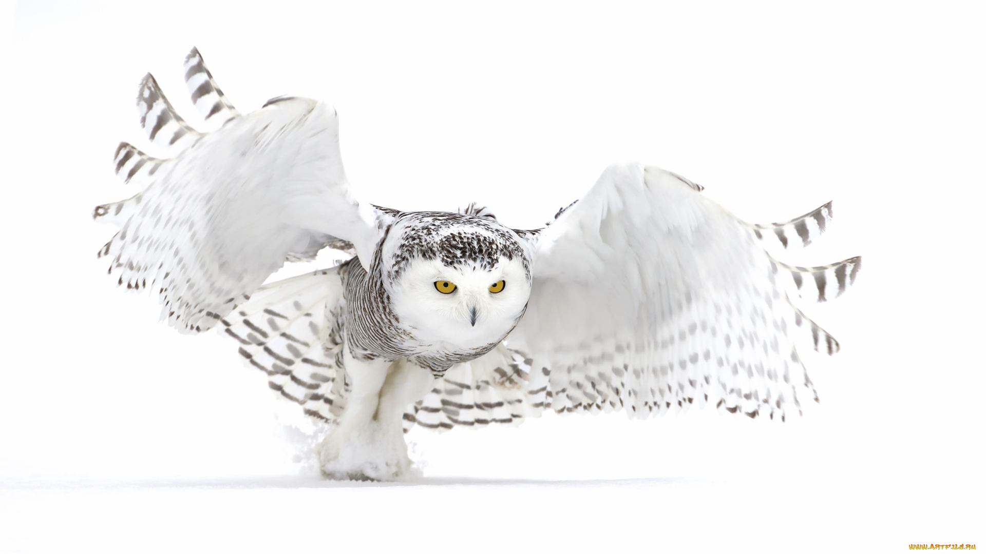 животные, совы, белая, сова
