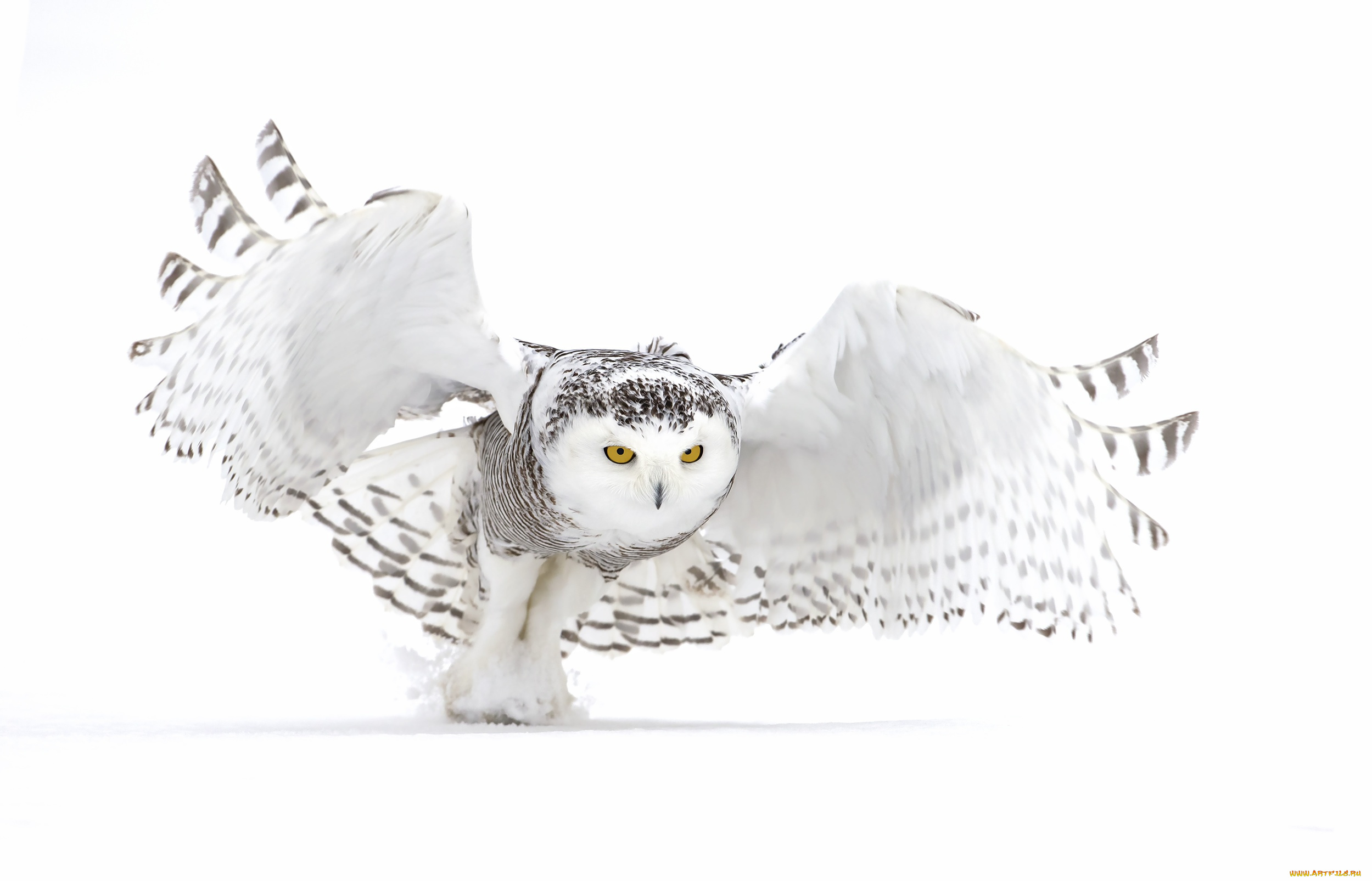 животные, совы, белая, сова