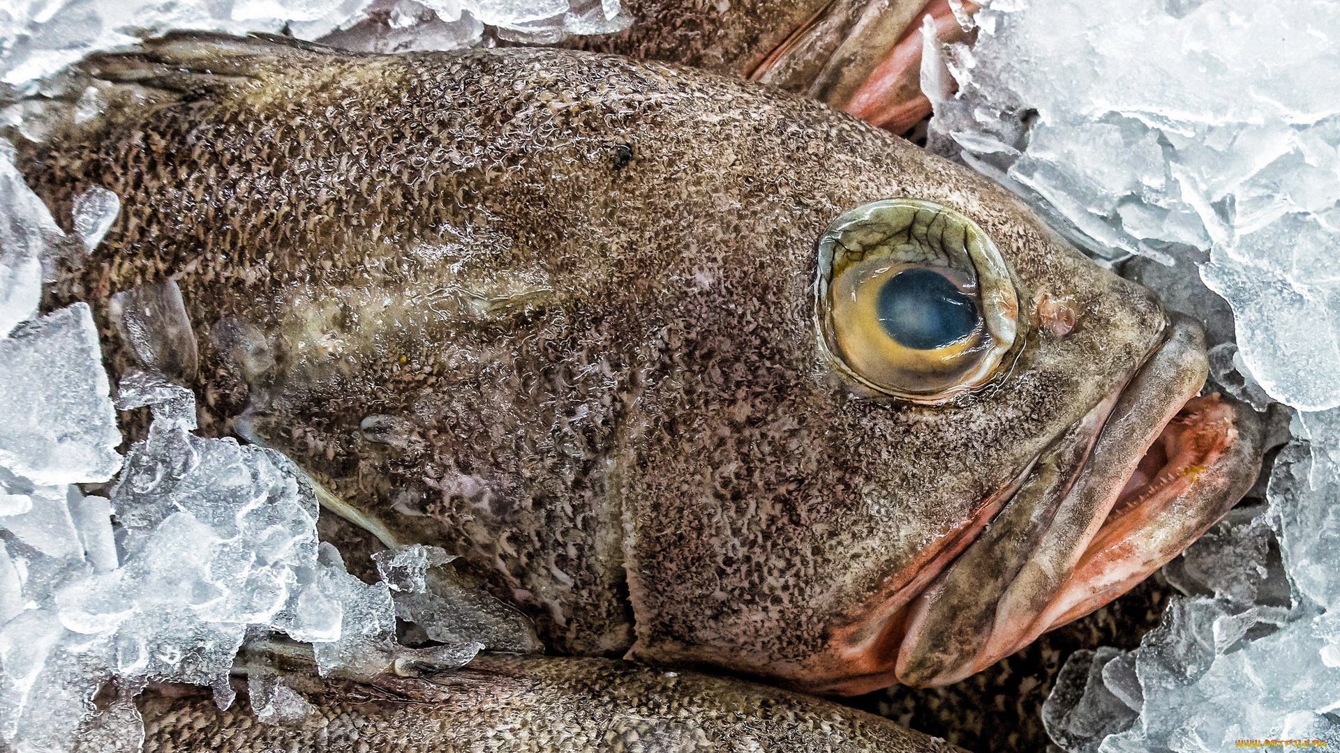 еда, рыба, , морепродукты, , суши, , роллы, лед, свежая