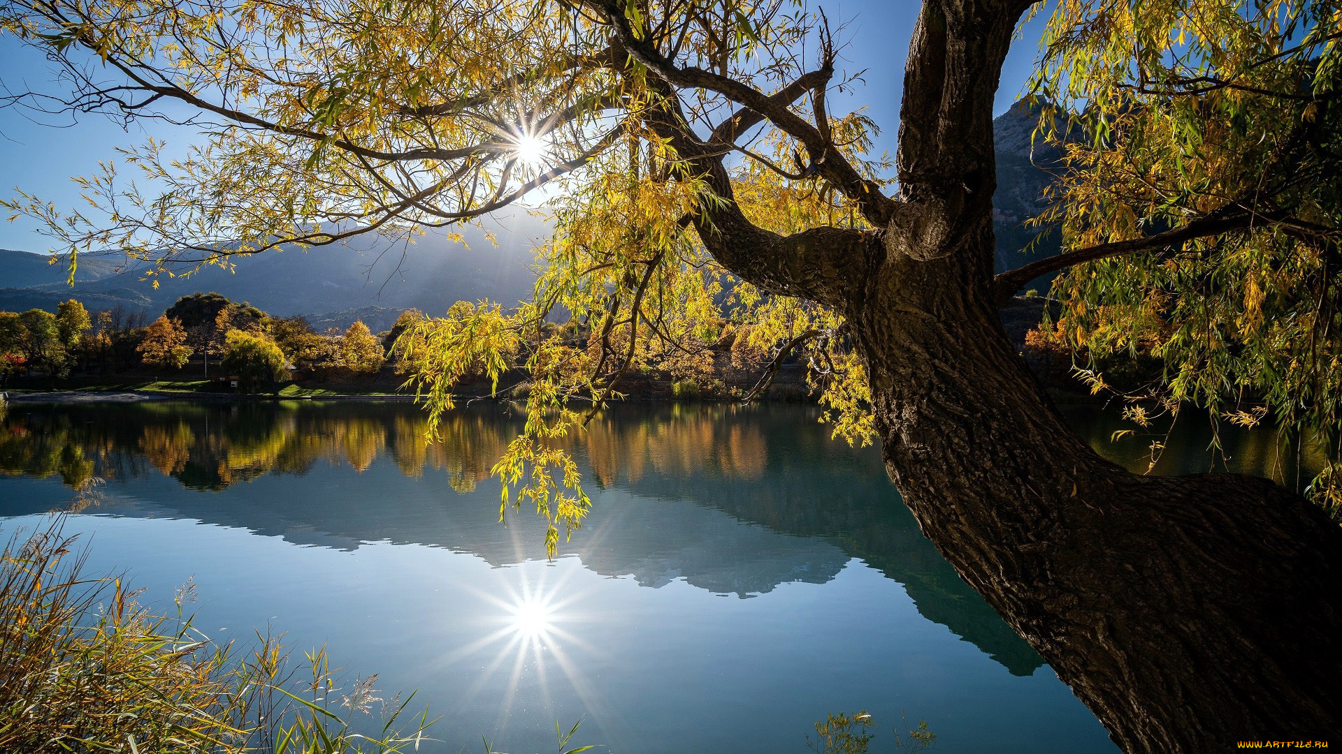 природа, реки, озера, отражение, река, дерево