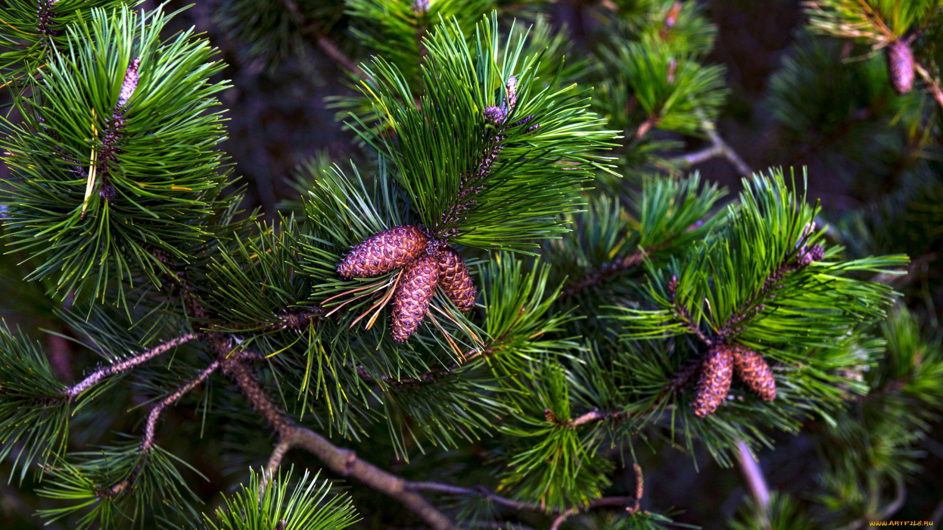 природа, шишки, , жёлуди, , каштаны