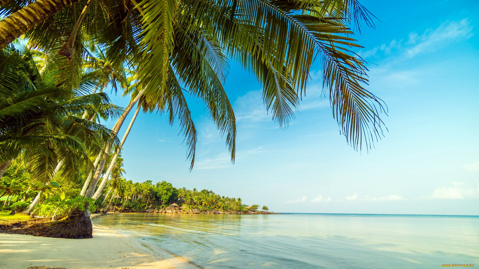 природа, тропики, пальма