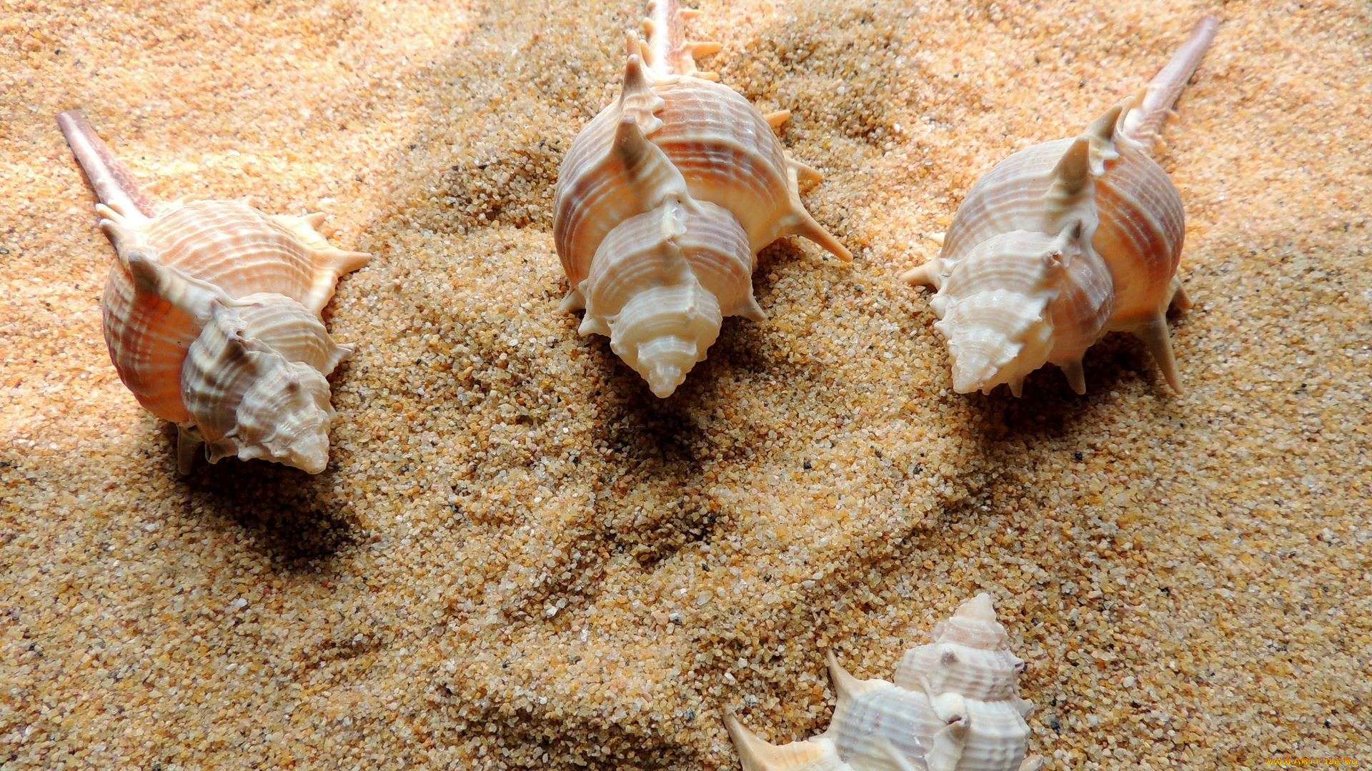 разное, ракушки, , кораллы, , декоративные, и, spa-камни