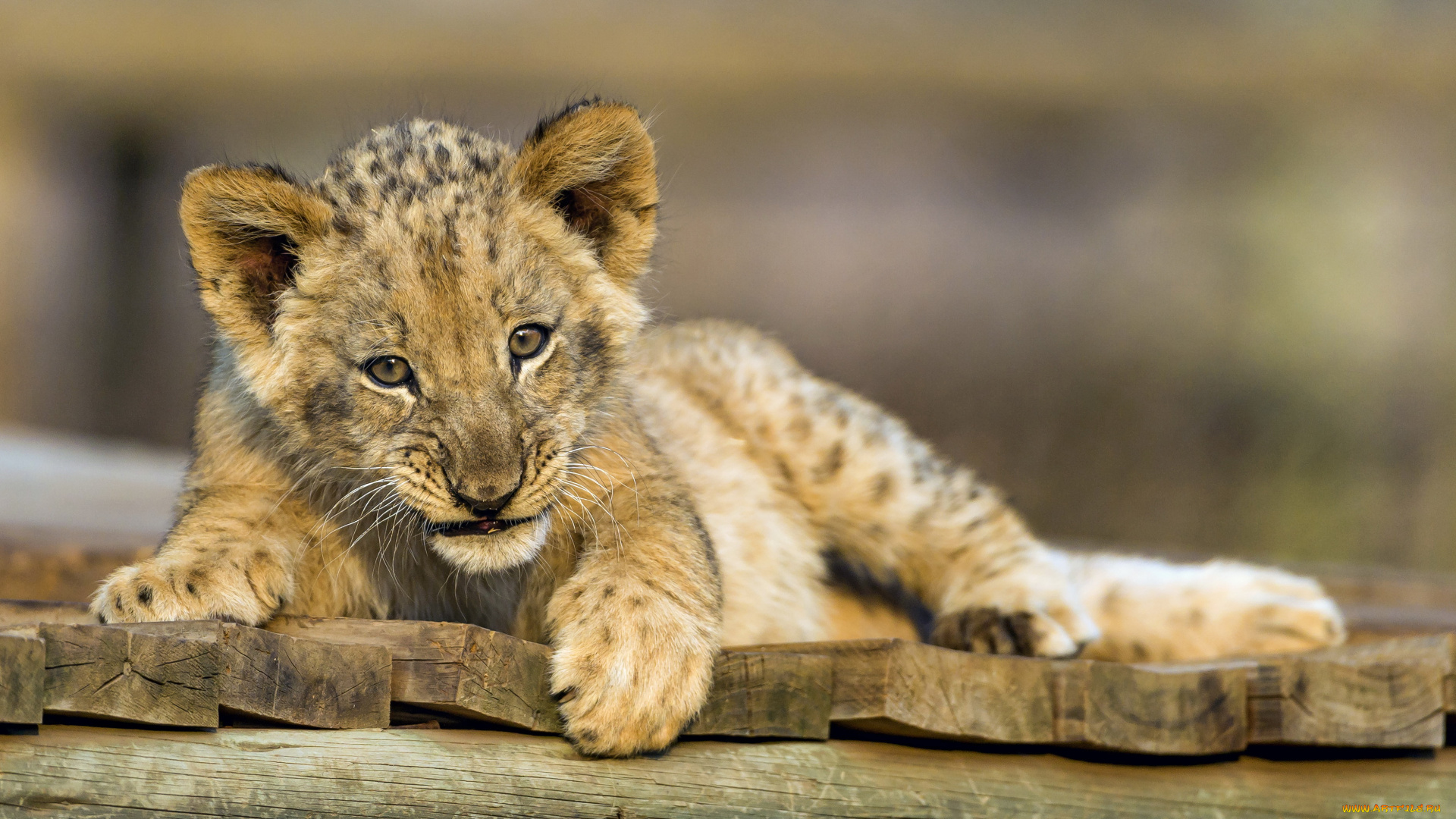 животные, львы, доски, львенок