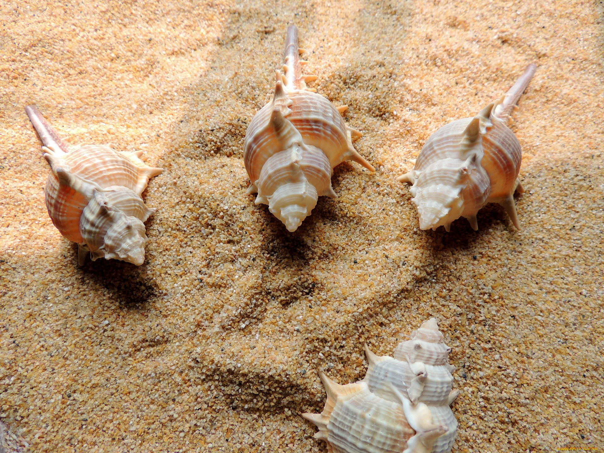 разное, ракушки, , кораллы, , декоративные, и, spa-камни