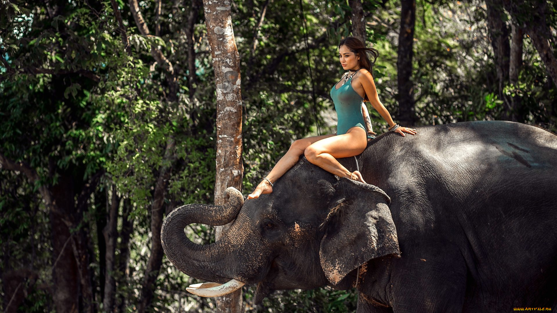 девушки, -, брюнетки, , шатенки, купальник, слон, лес