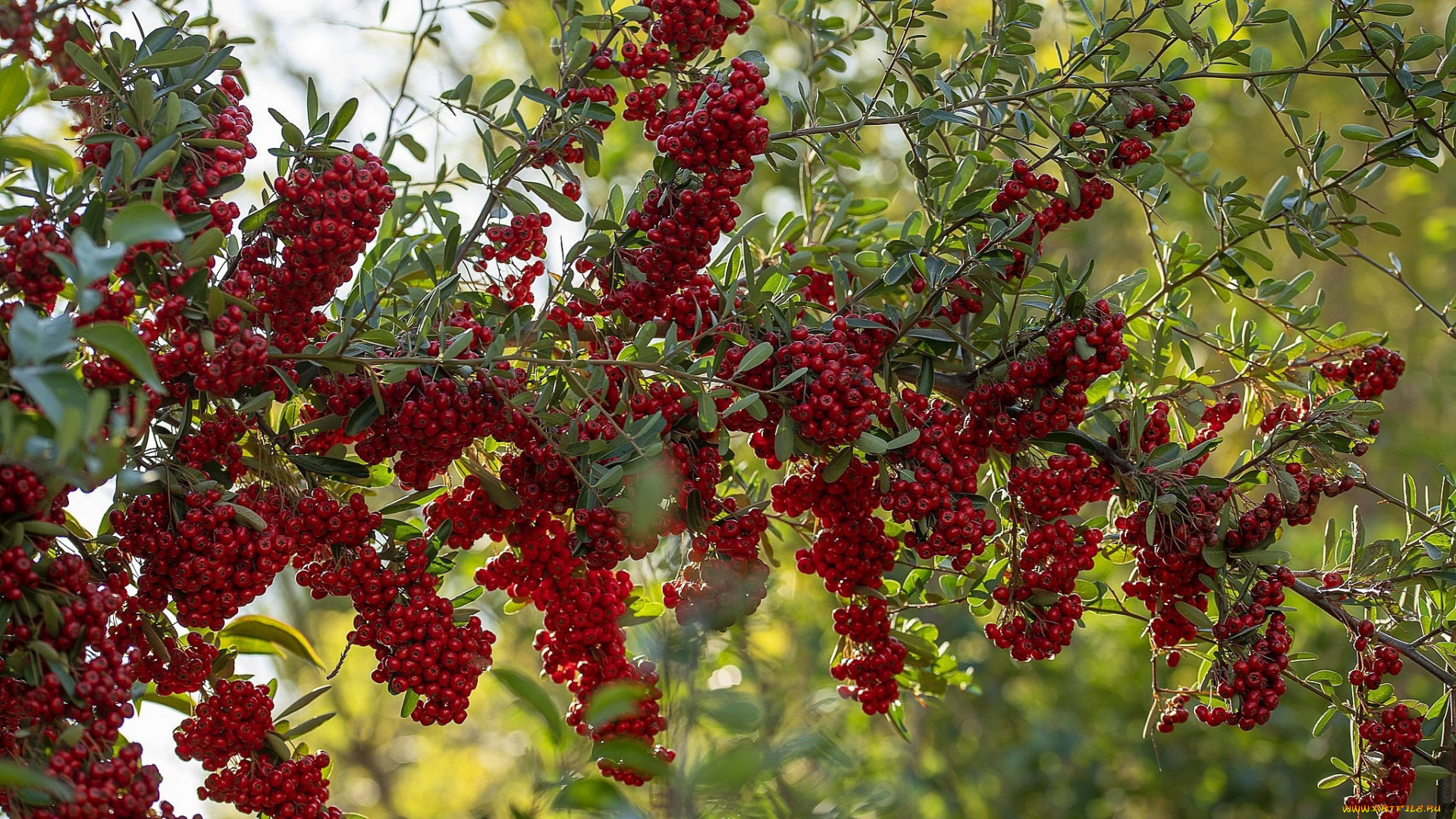 природа, ягоды, ветка, красные