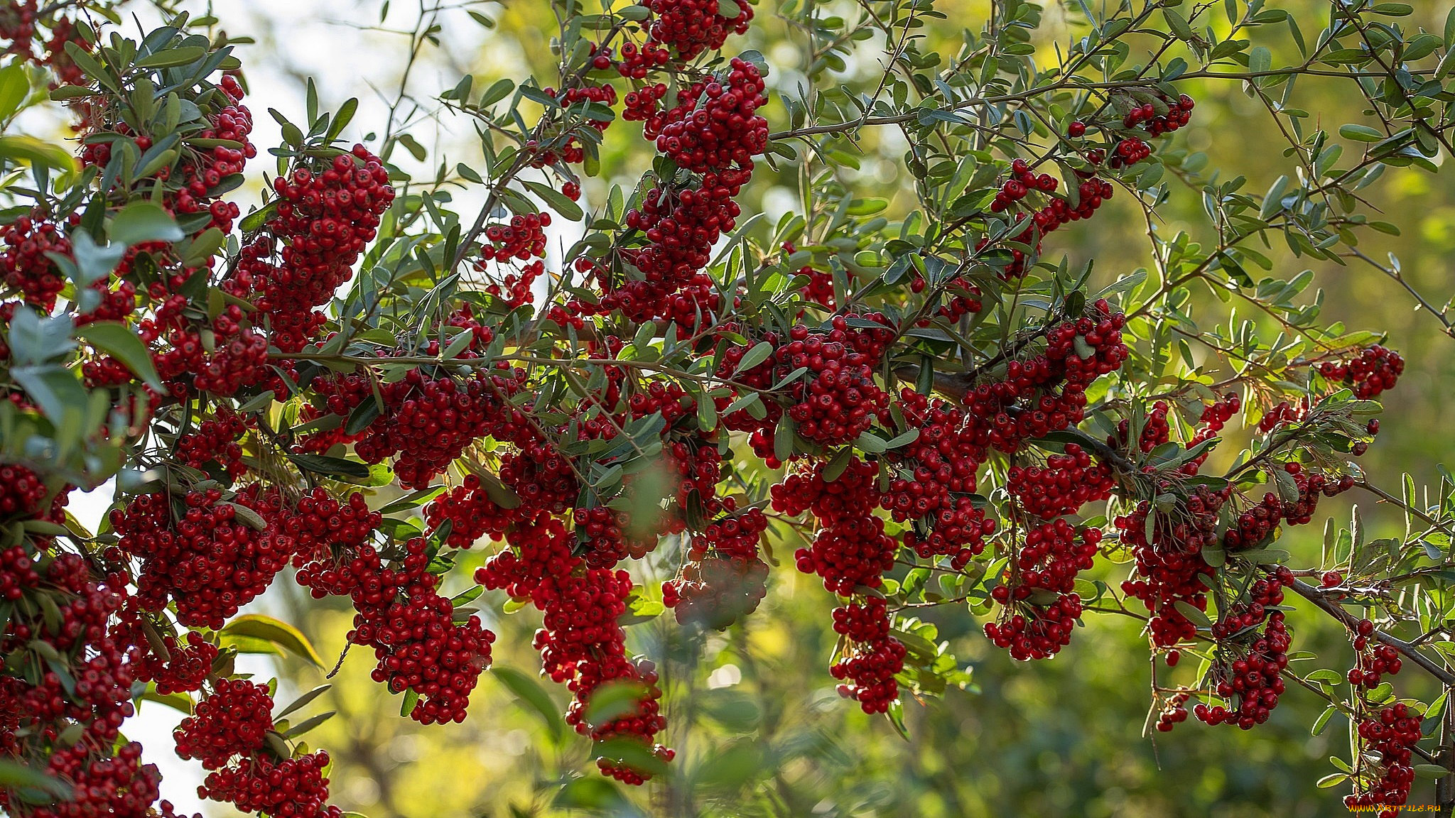 природа, ягоды, ветка, красные