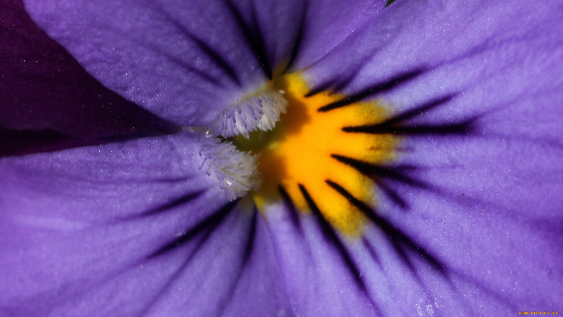 цветы, анютины, глазки, , садовые, фиалки, макро