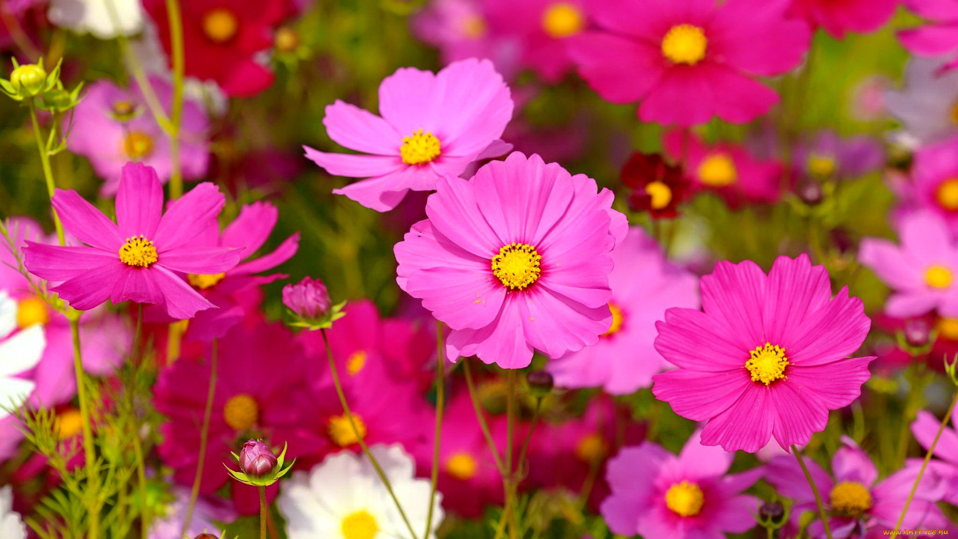 цветы, космея, розовые, космеи, много