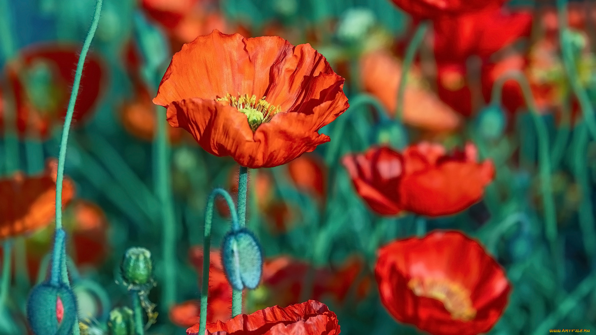 цветы, маки, алые, макро