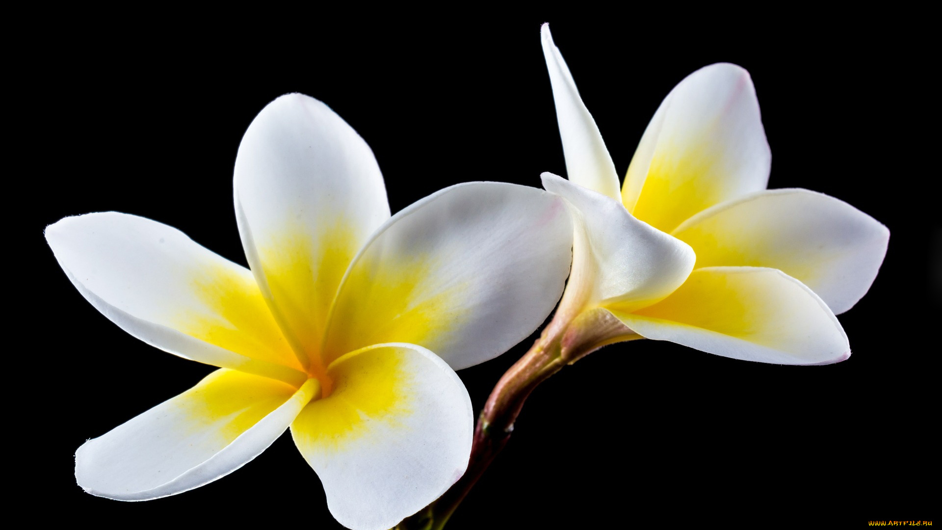цветы, плюмерия, белая, черный, фон
