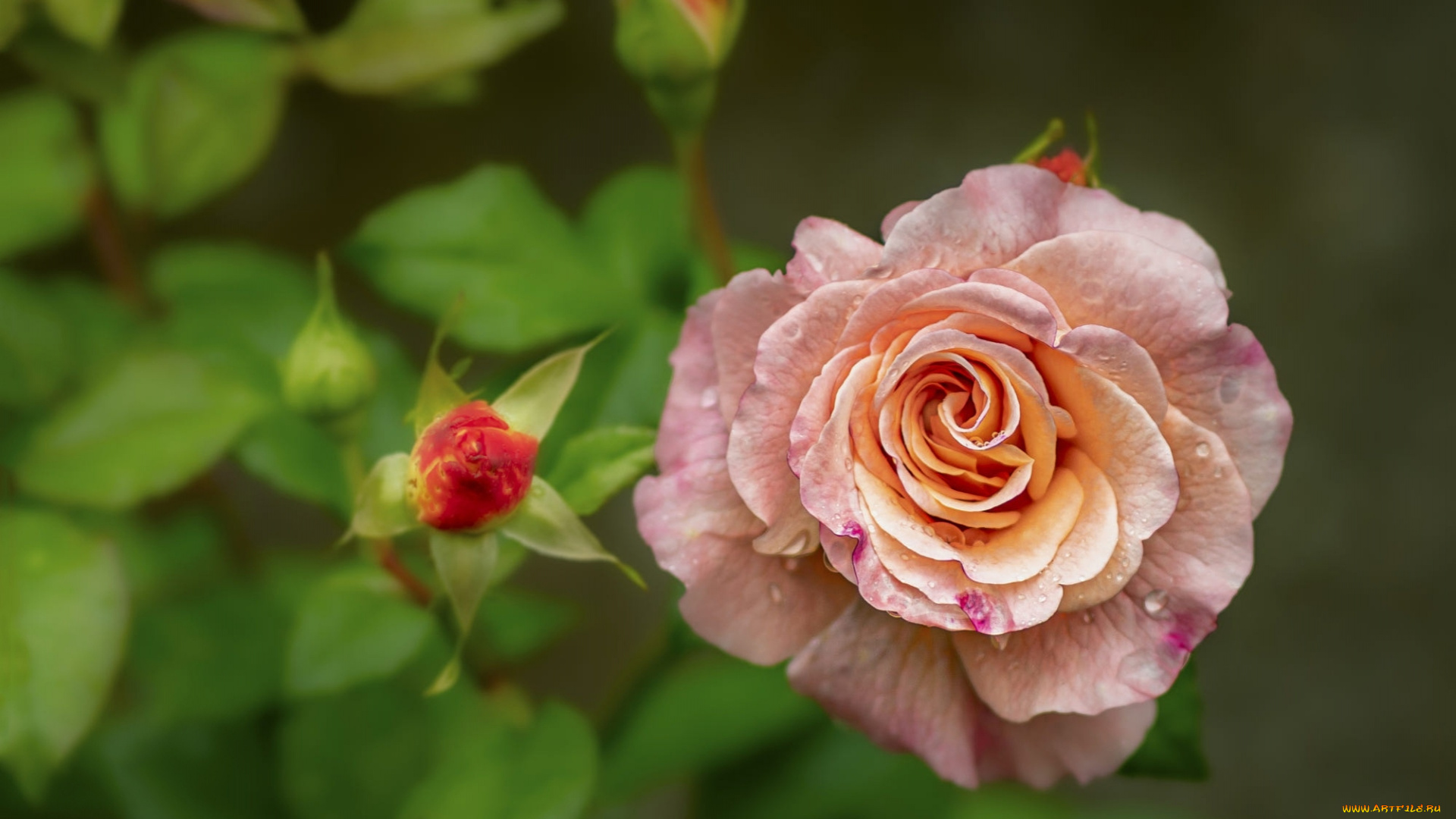 цветы, розы, капли, роза, макро