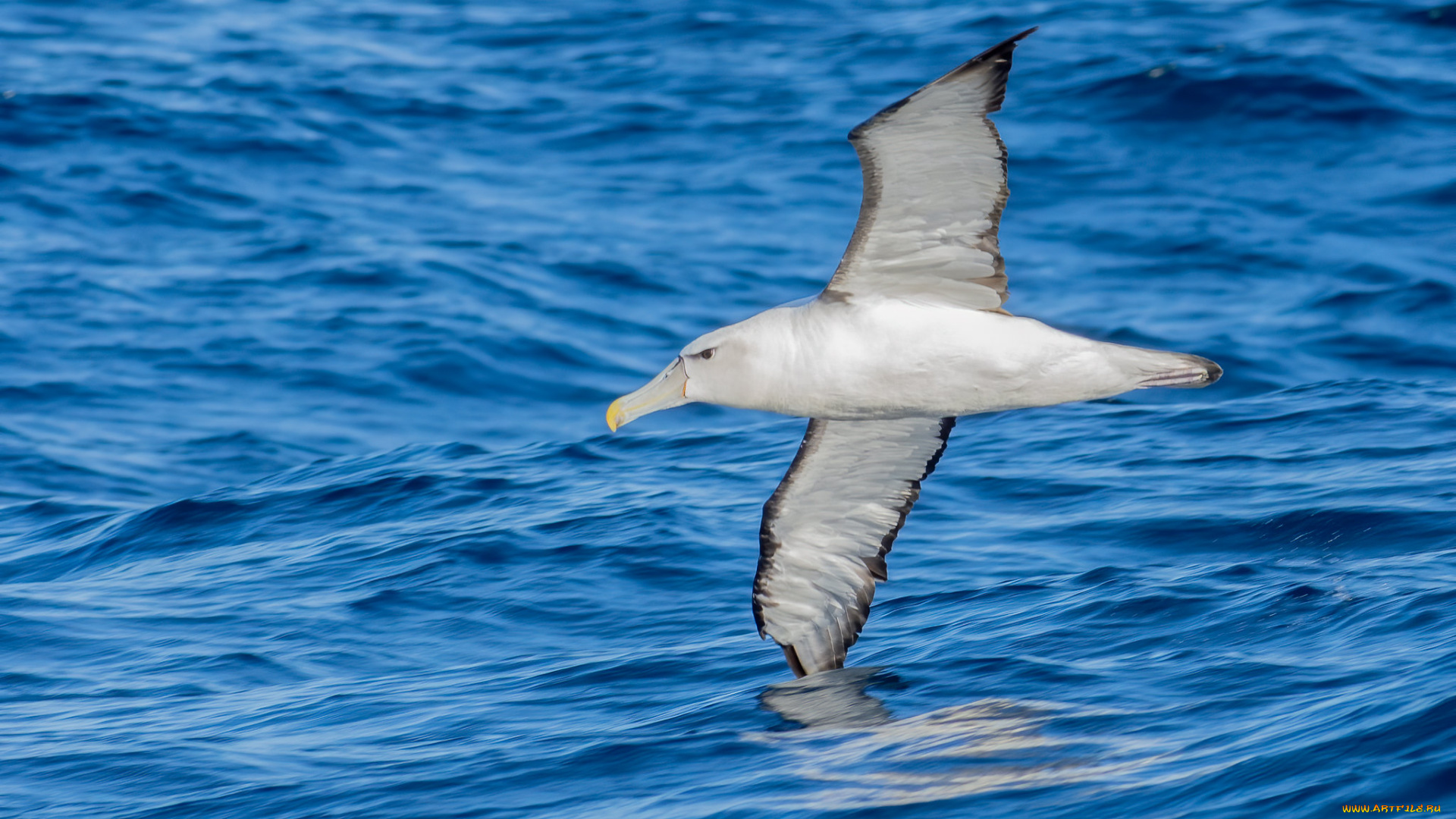 животные, чайки, , бакланы, , крачки, птица