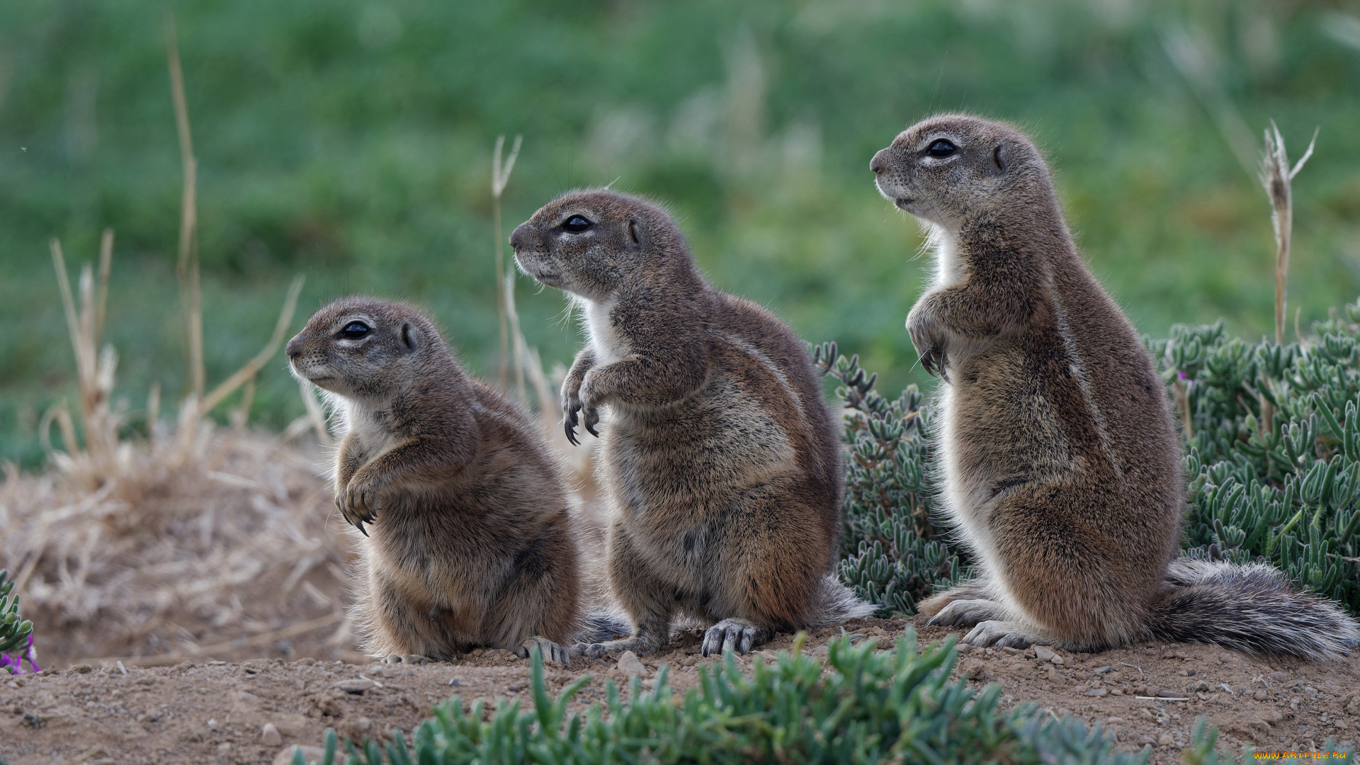 животные, хорьки, , куницы, , горностаи, , ласки, , соболи, трио