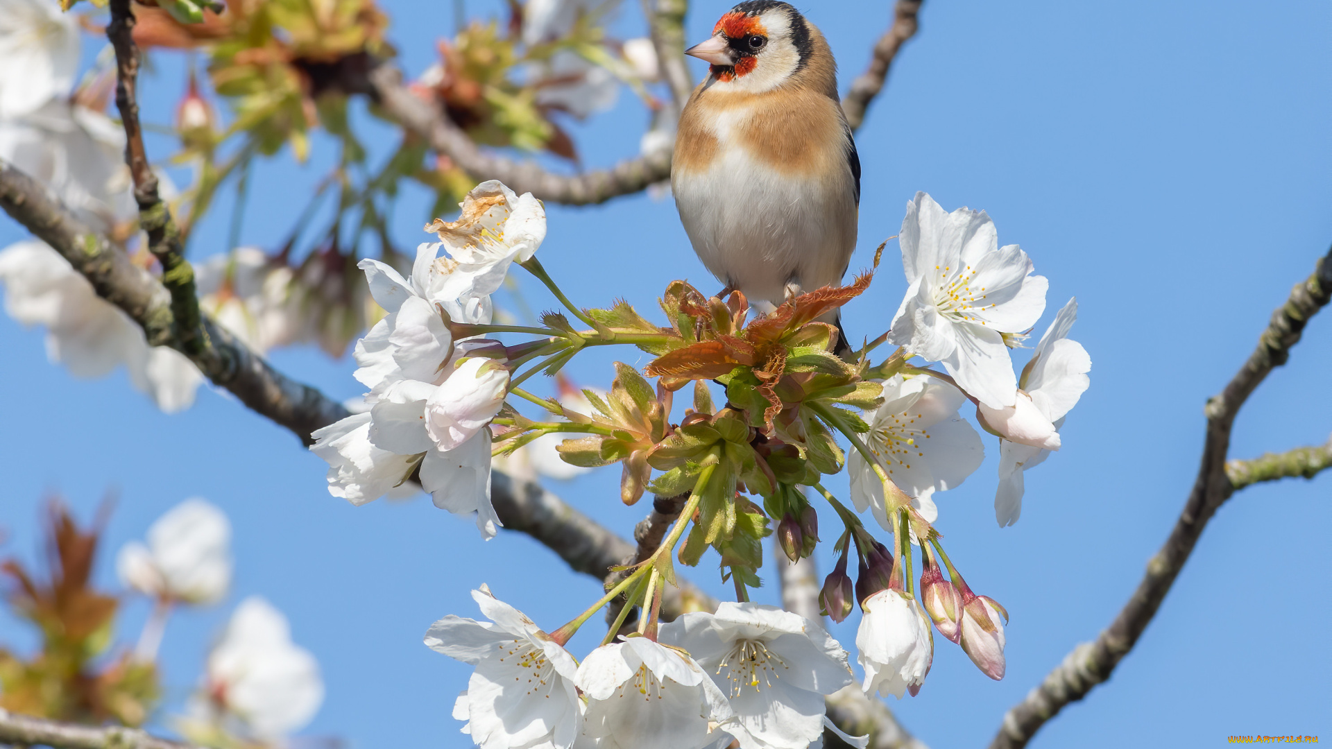 животные, птицы, птица
