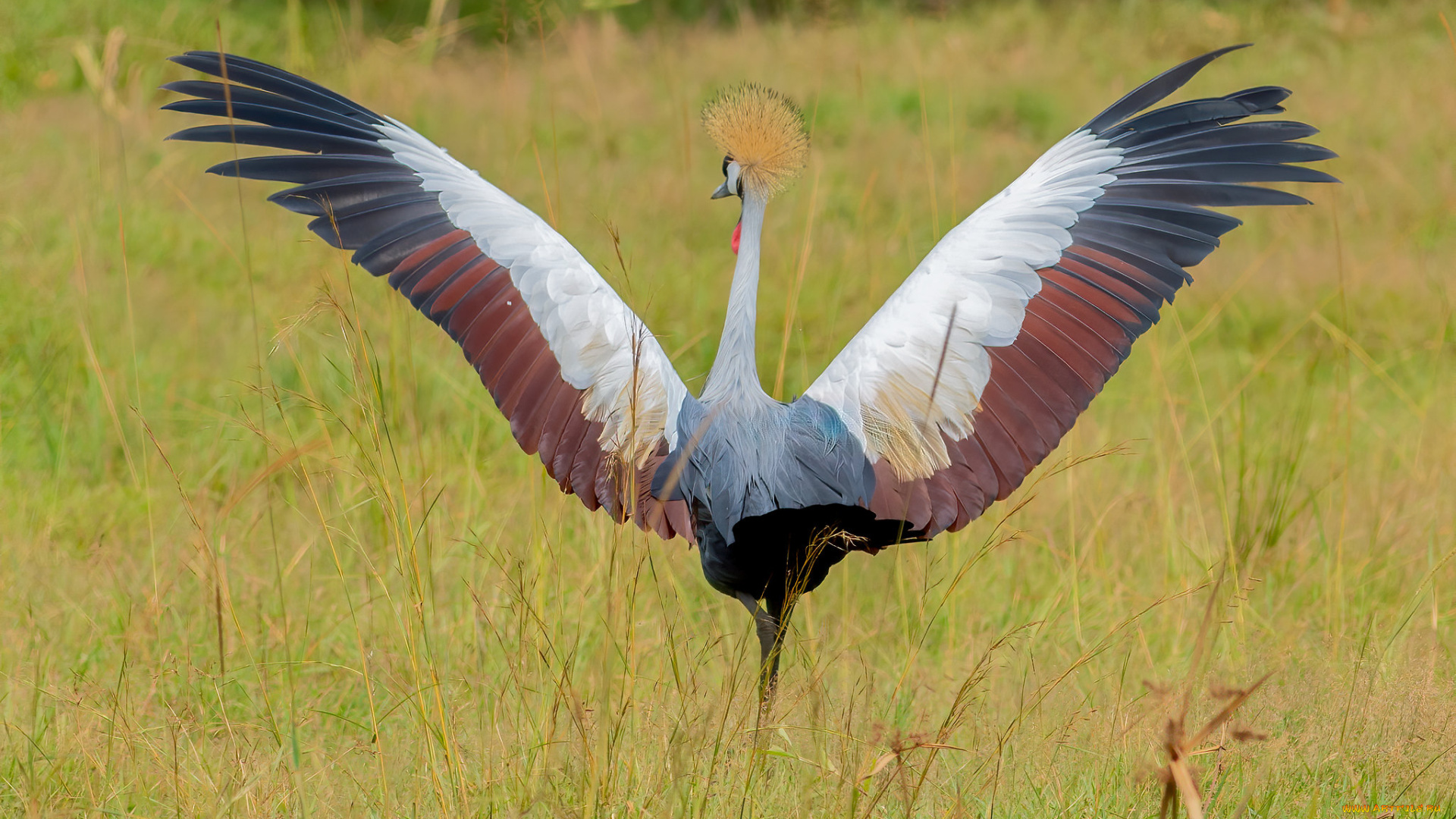 животные, журавли, птица