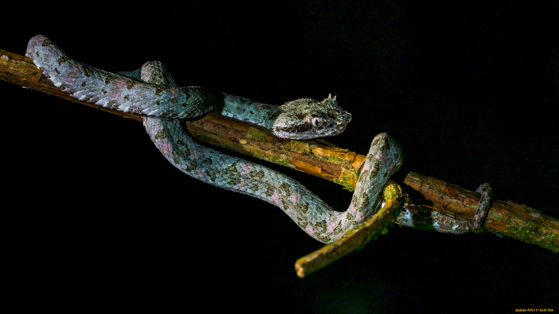 животные, змеи, , питоны, , кобры, змея