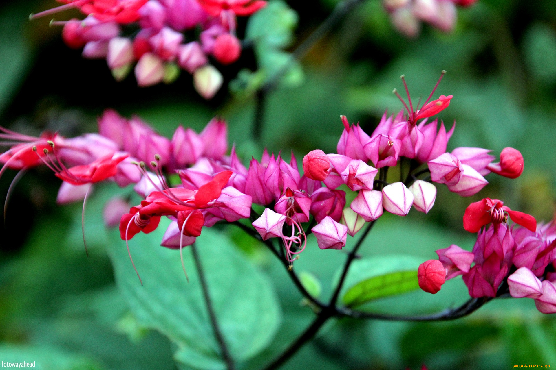 цветы, луговые, , полевые, , цветы, розовые