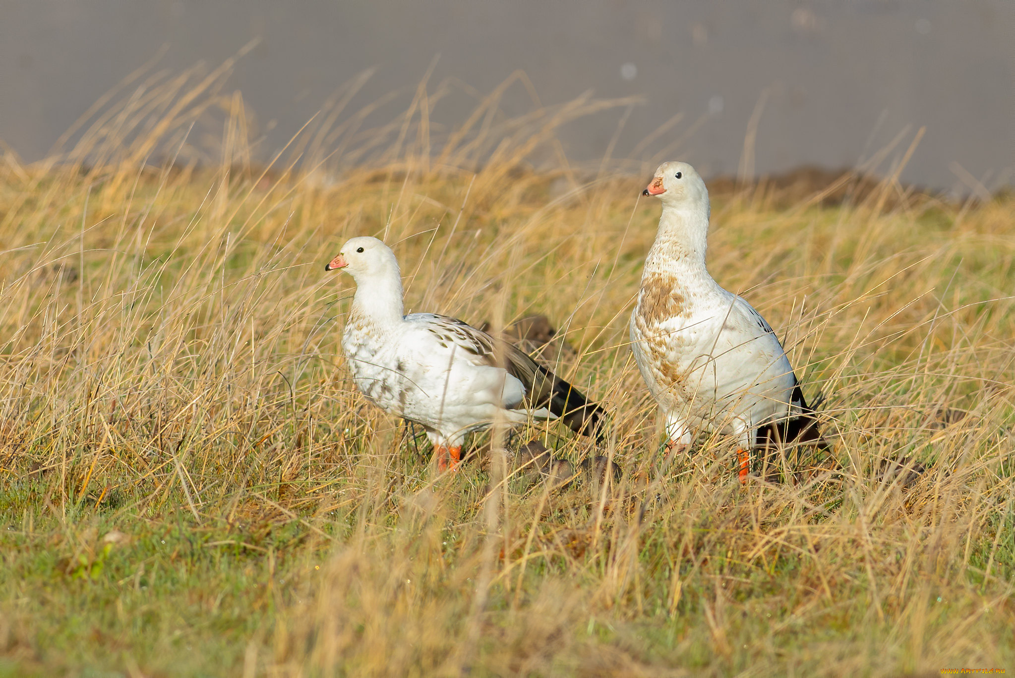 животные, гуси, птицы