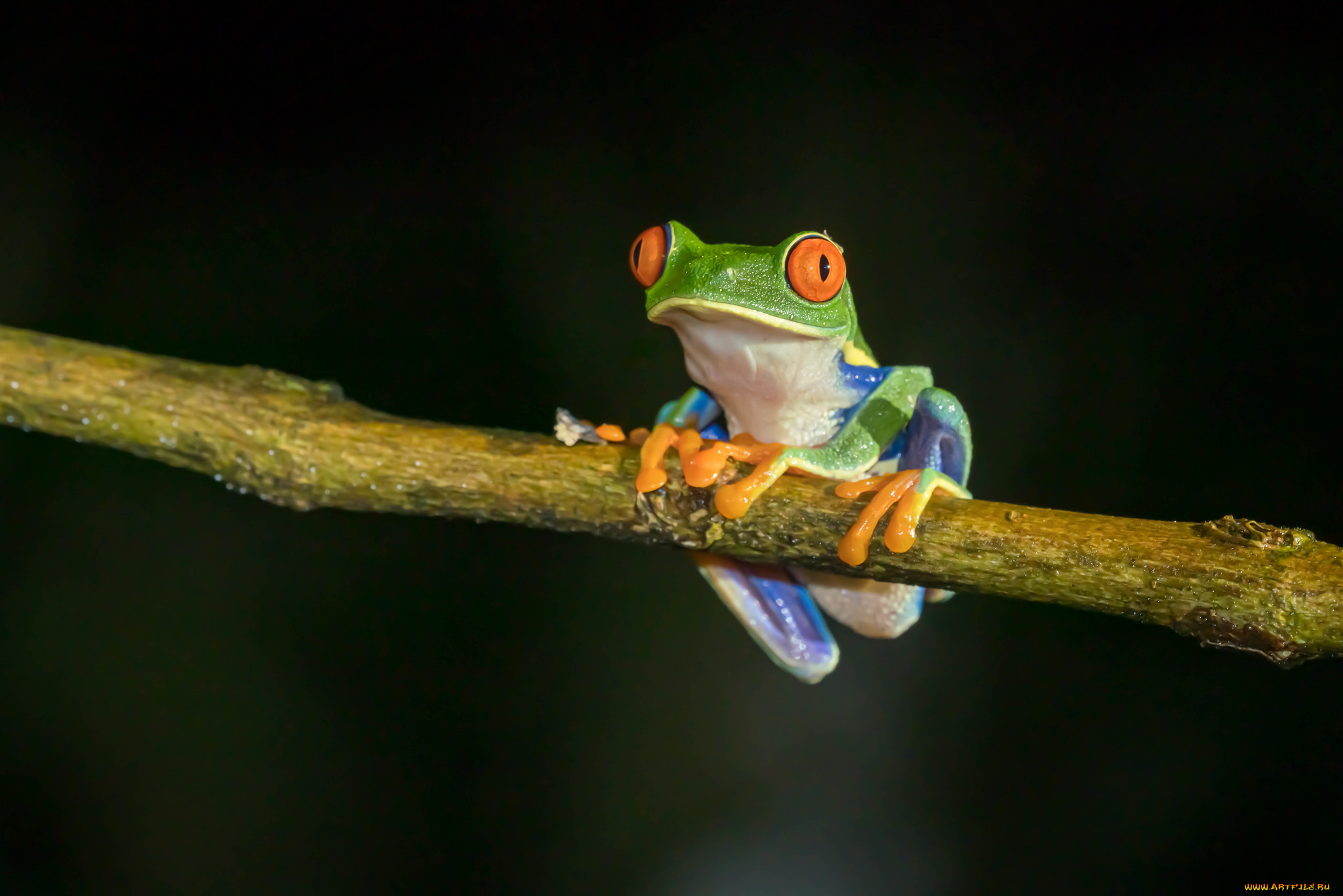 животные, лягушки, лягушка