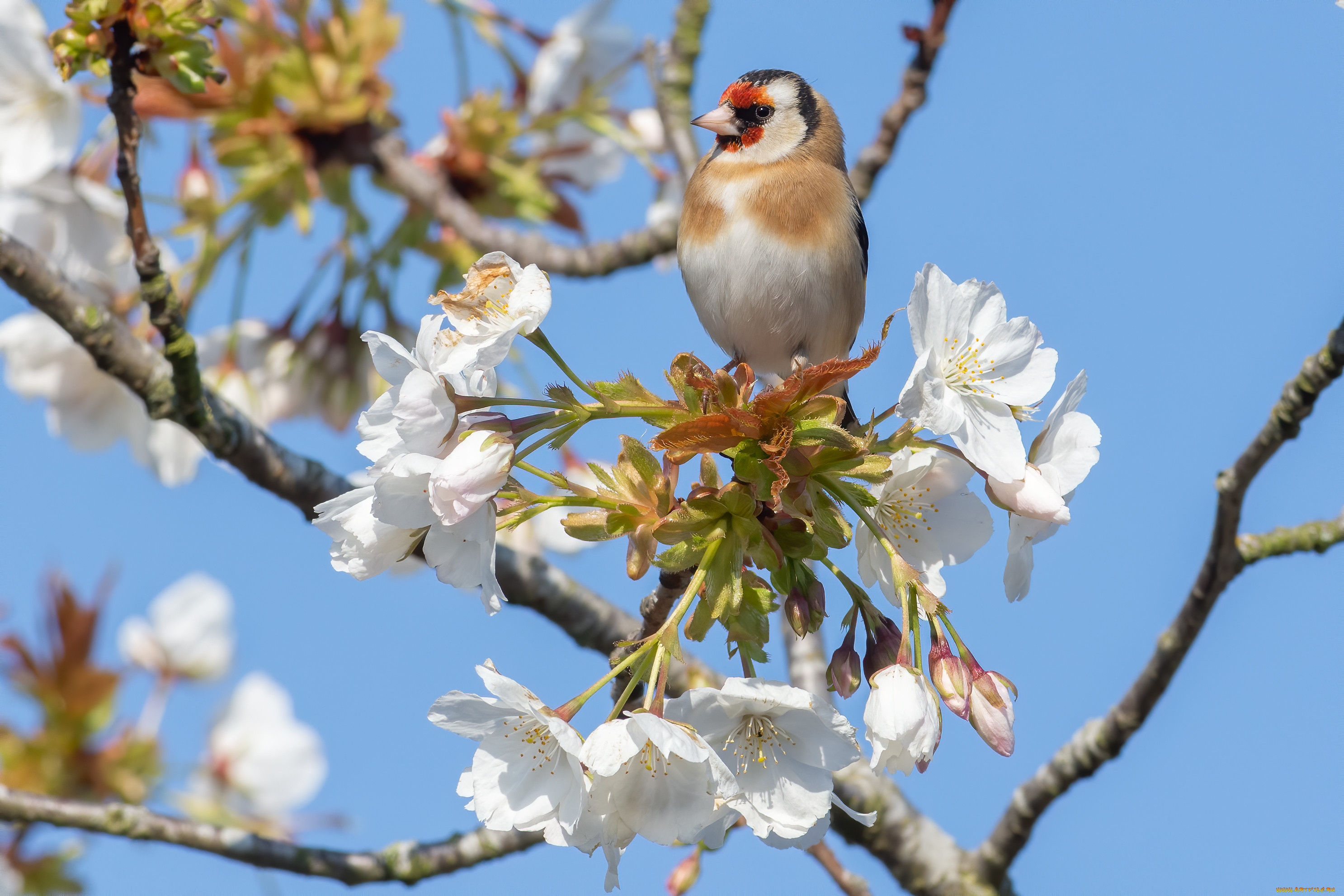 животные, птицы, птица
