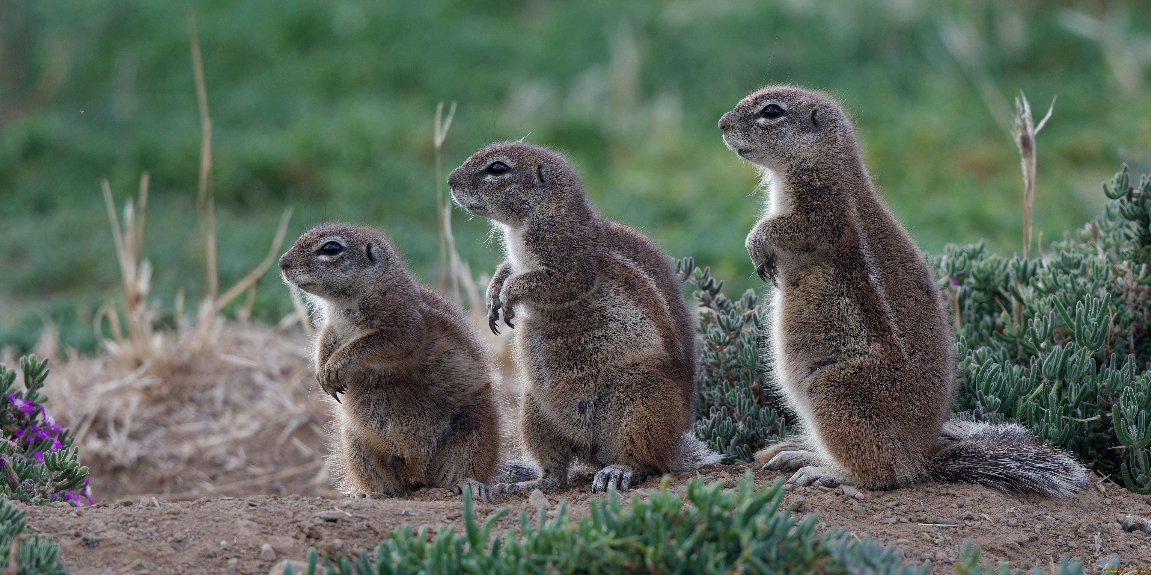 животные, хорьки, , куницы, , горностаи, , ласки, , соболи, трио