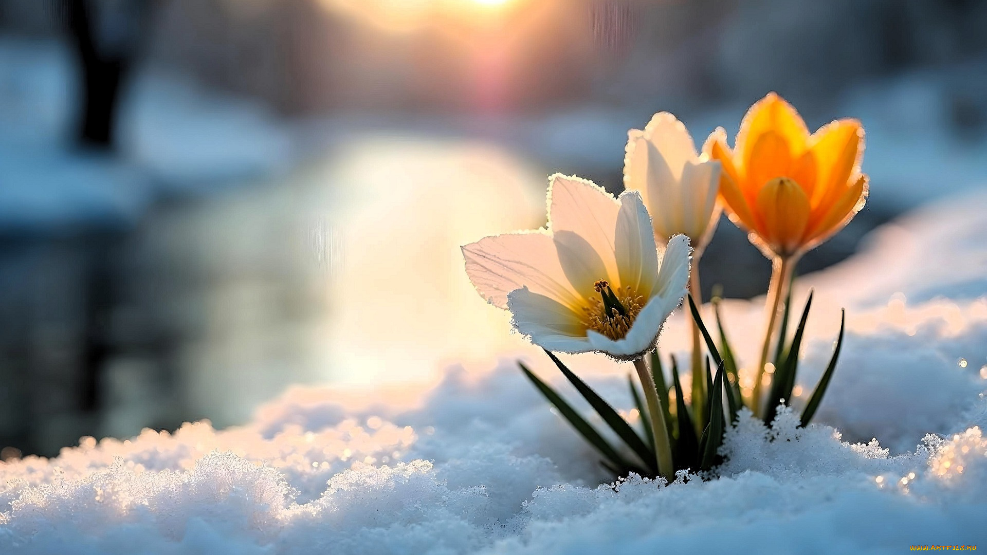 3д, графика, цветы, , flowers, крокусы, цветы, снег, река