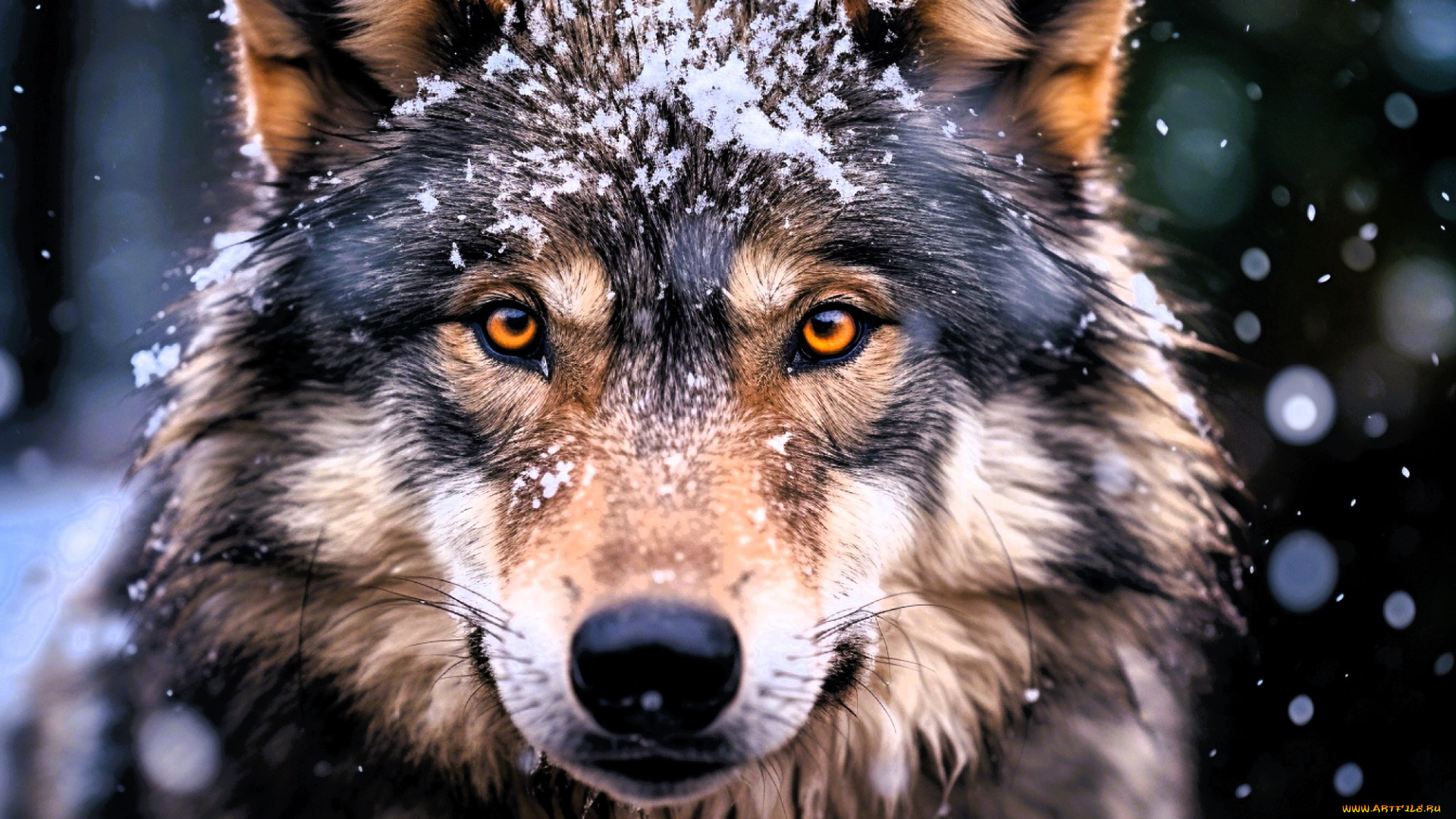 3д, графика, животные, , animals, волк, голова, снег, зима