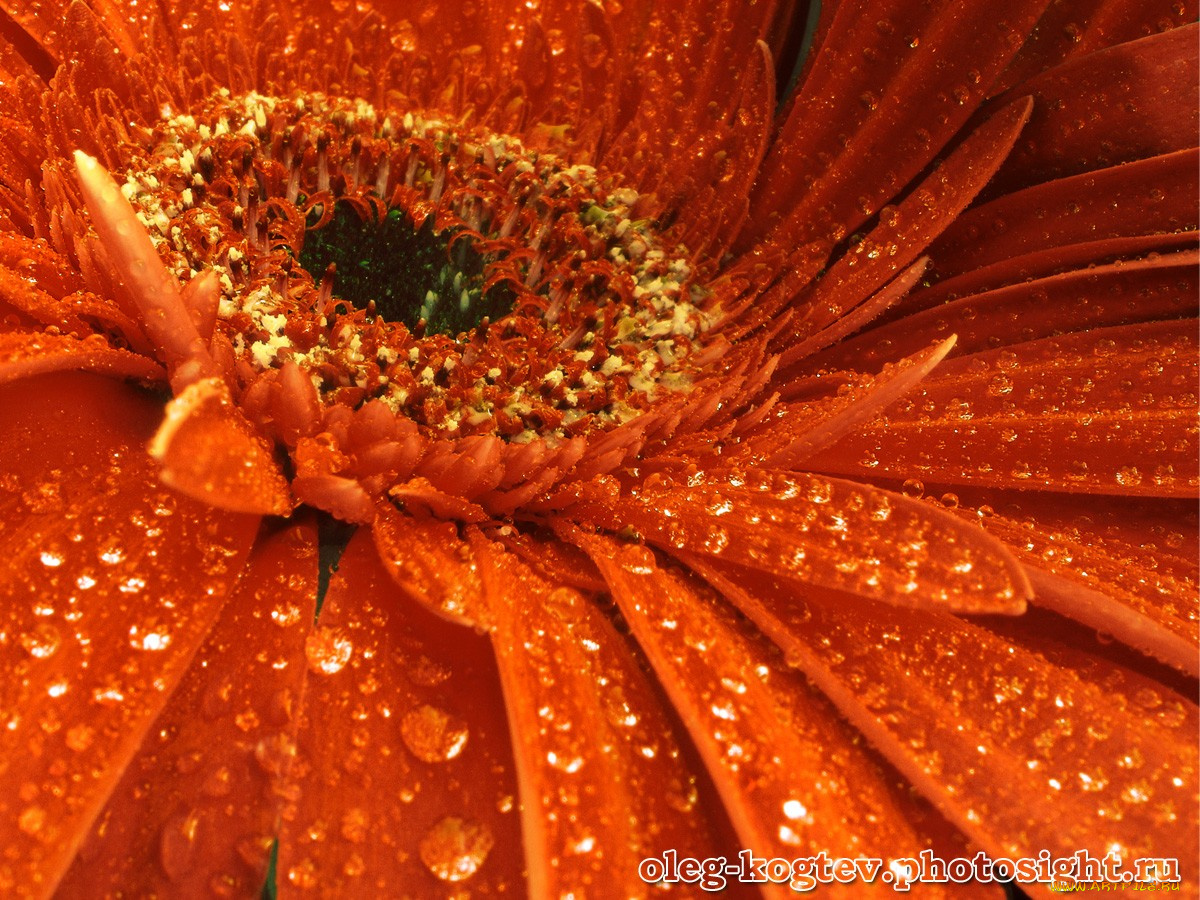 цветы, герберы